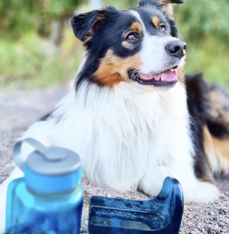 Best Dog Water Bottles For The Summer 