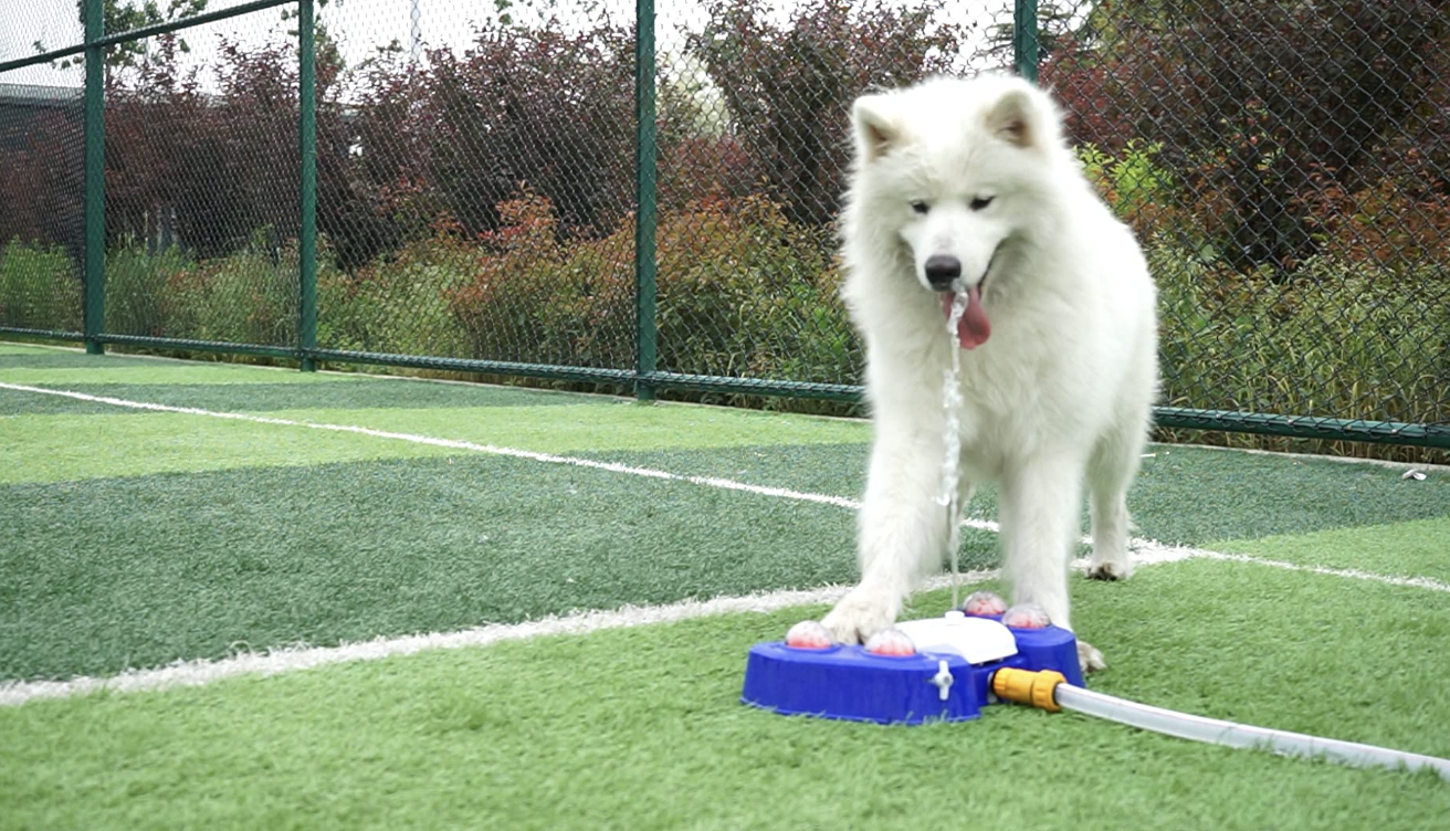 Best Backyard Water Toys For Dogs