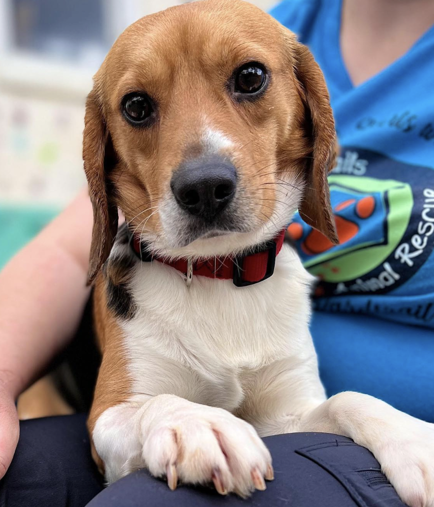 4,000 Beagles Have Been Saved From A Breeding Facility