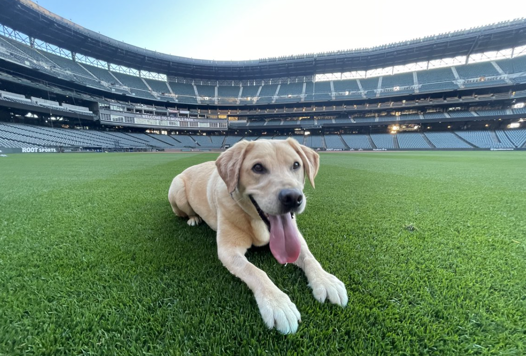Rescue Dog Gets Adopted By The Seattle Mariners