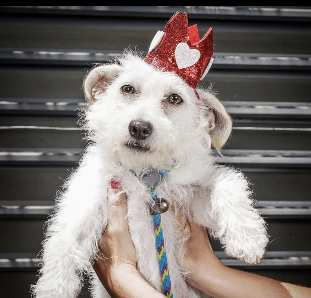 How A Purposeful Rescue Helps Overlooked Dogs In Need 