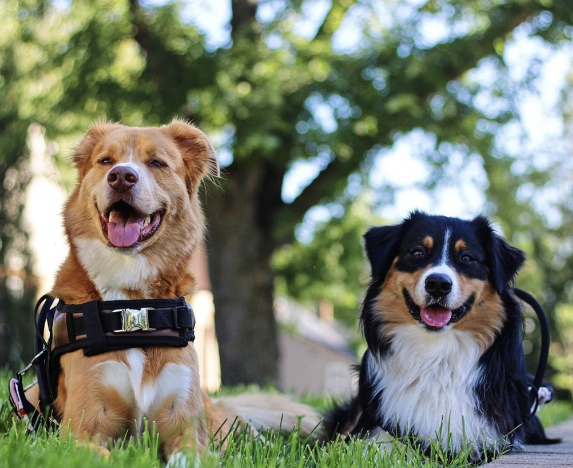 What You Need To Know About Service Dogs 