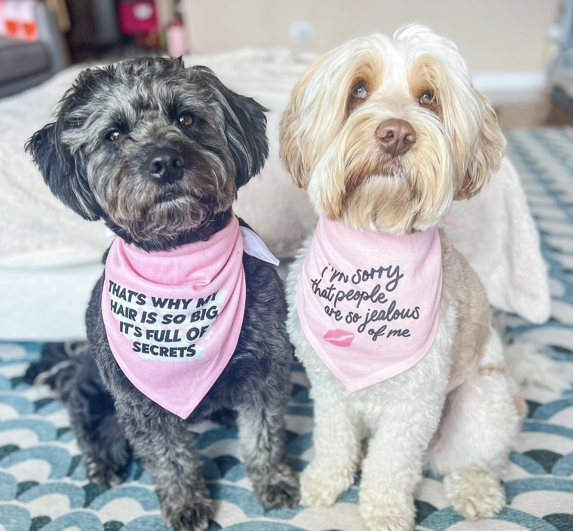 The Best 'Mean Girl' Merchandise For Your Dog 