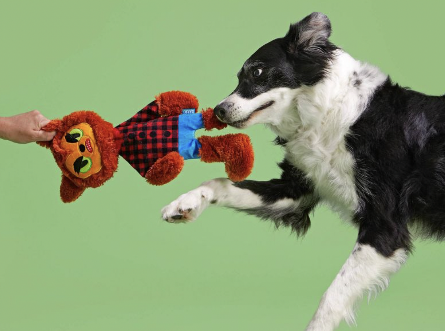 Best Halloween-Themed Dog Products At Target