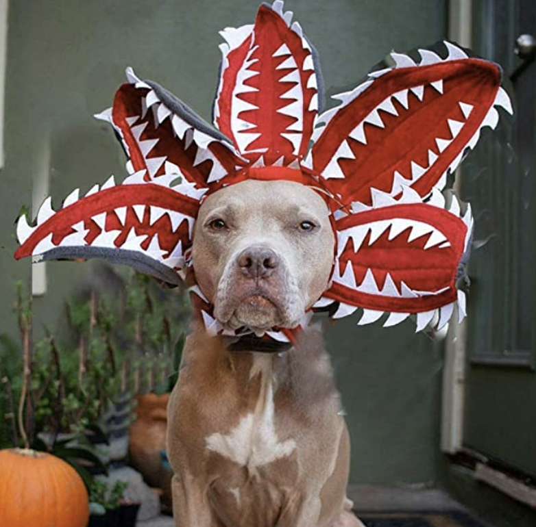 The Best 'Stranger Things' Halloween Dog Costumes