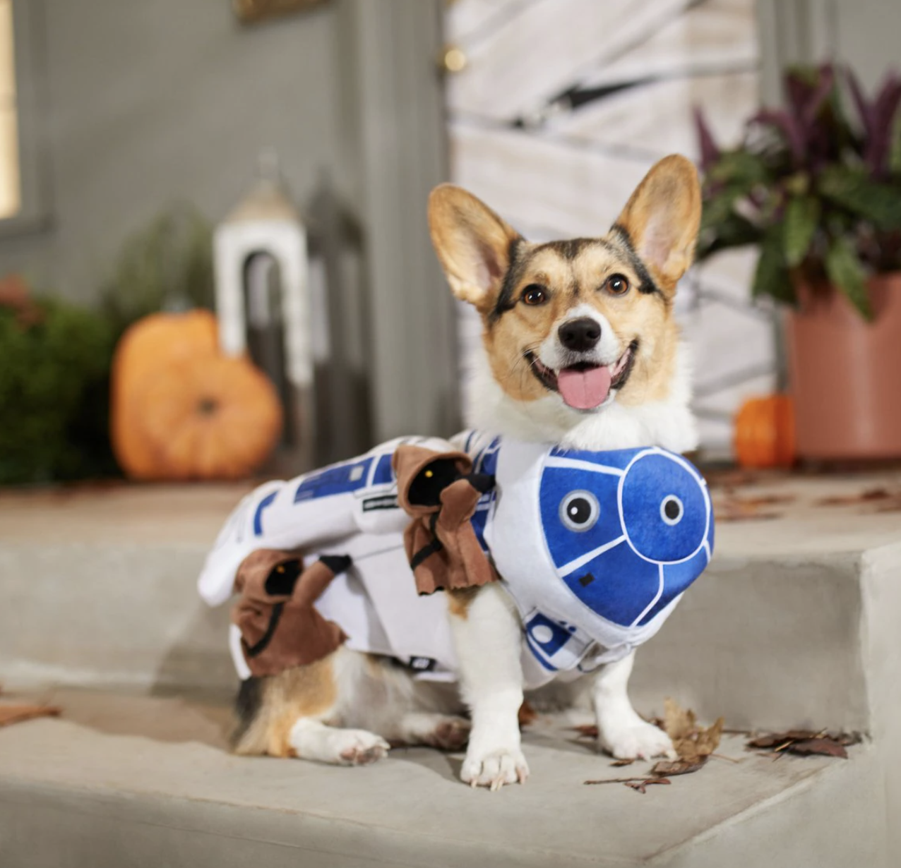 The Best 'Star Wars' Costumes For Your Dog