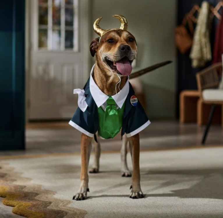9 Super Cool Marvel Halloween Costumes for Your Dog 