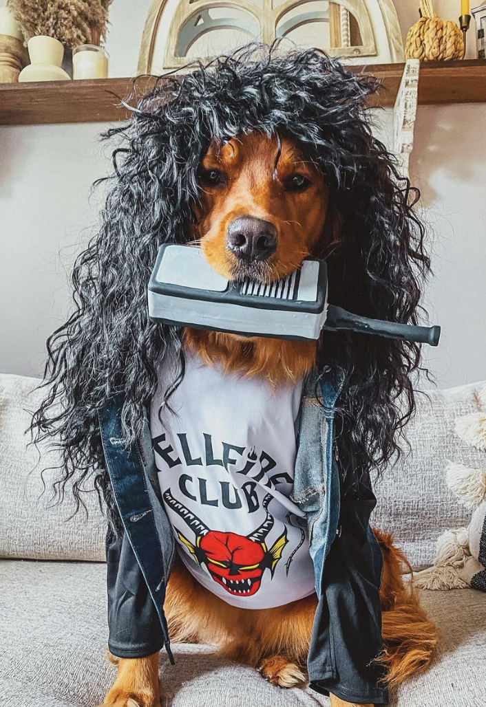 20 Dog Costumes That Are Sure To Be a Hit This Halloween 