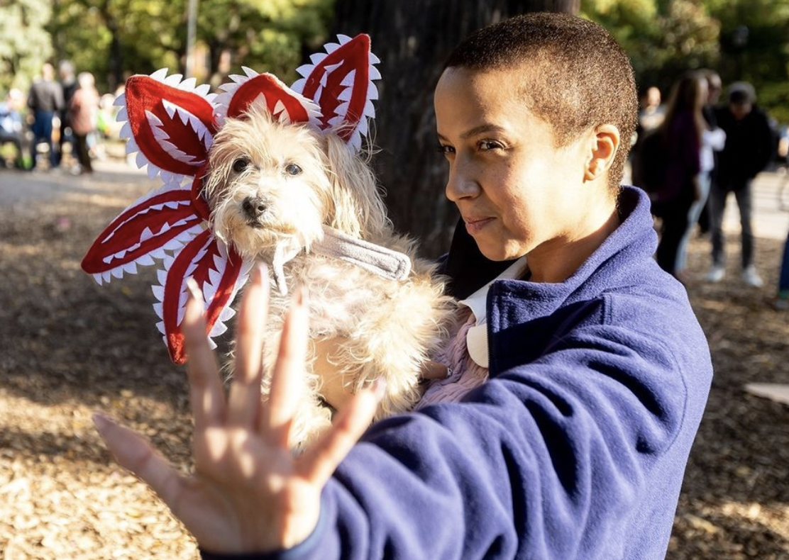 20 Incredible DIY Halloween Costumes For Your Dog 