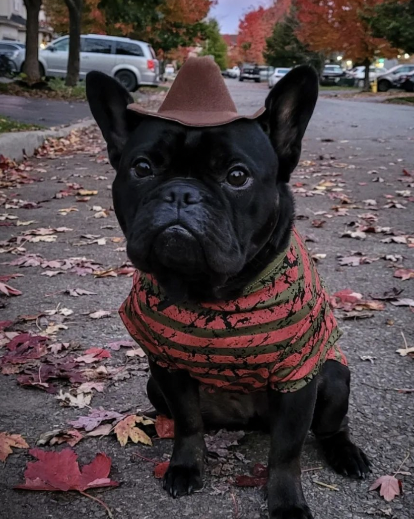 13 Scarily Adorable Horror-Themed Dog Costumes 