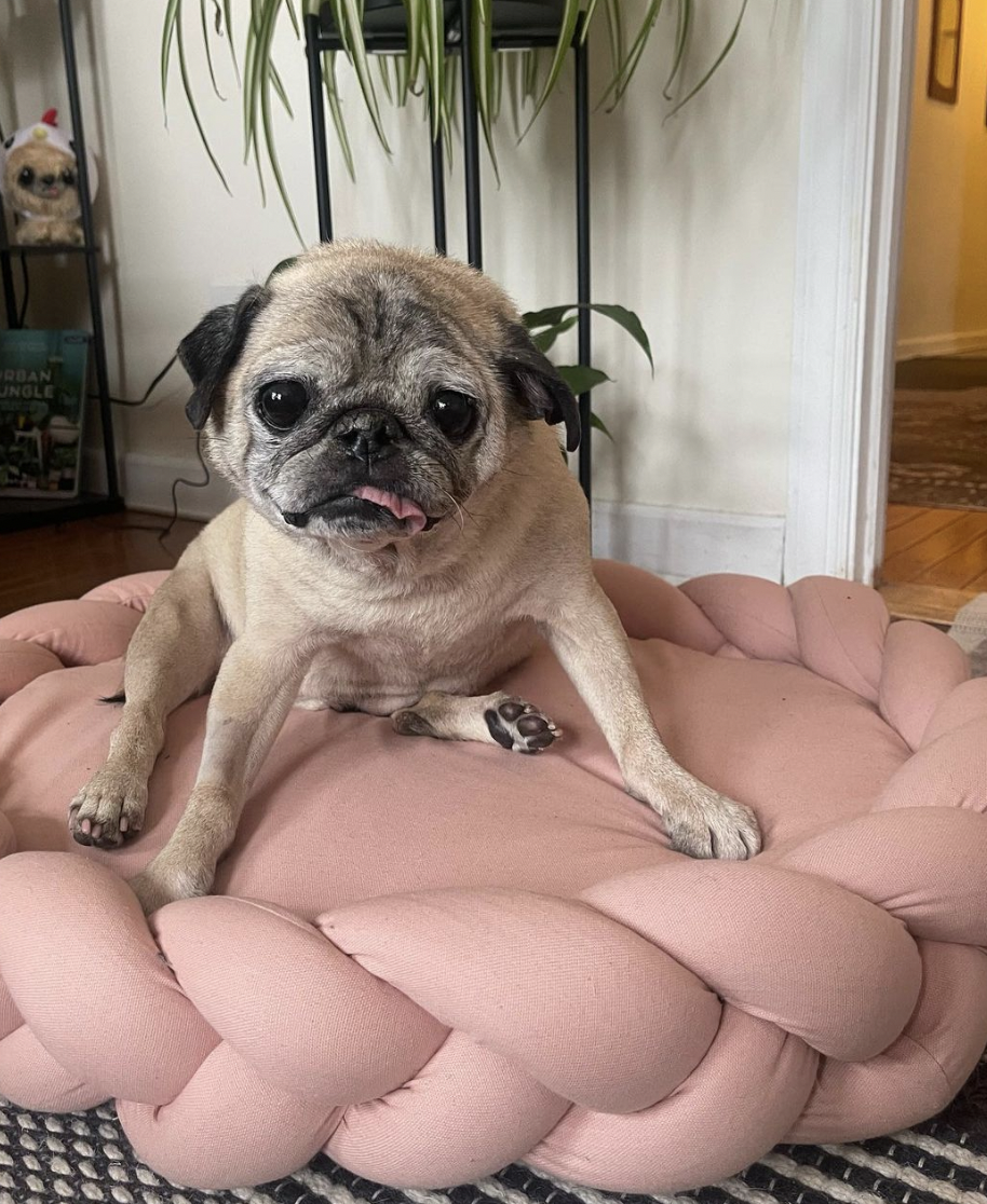 TikTok Sensation Noodle The Pug Has Passed Away