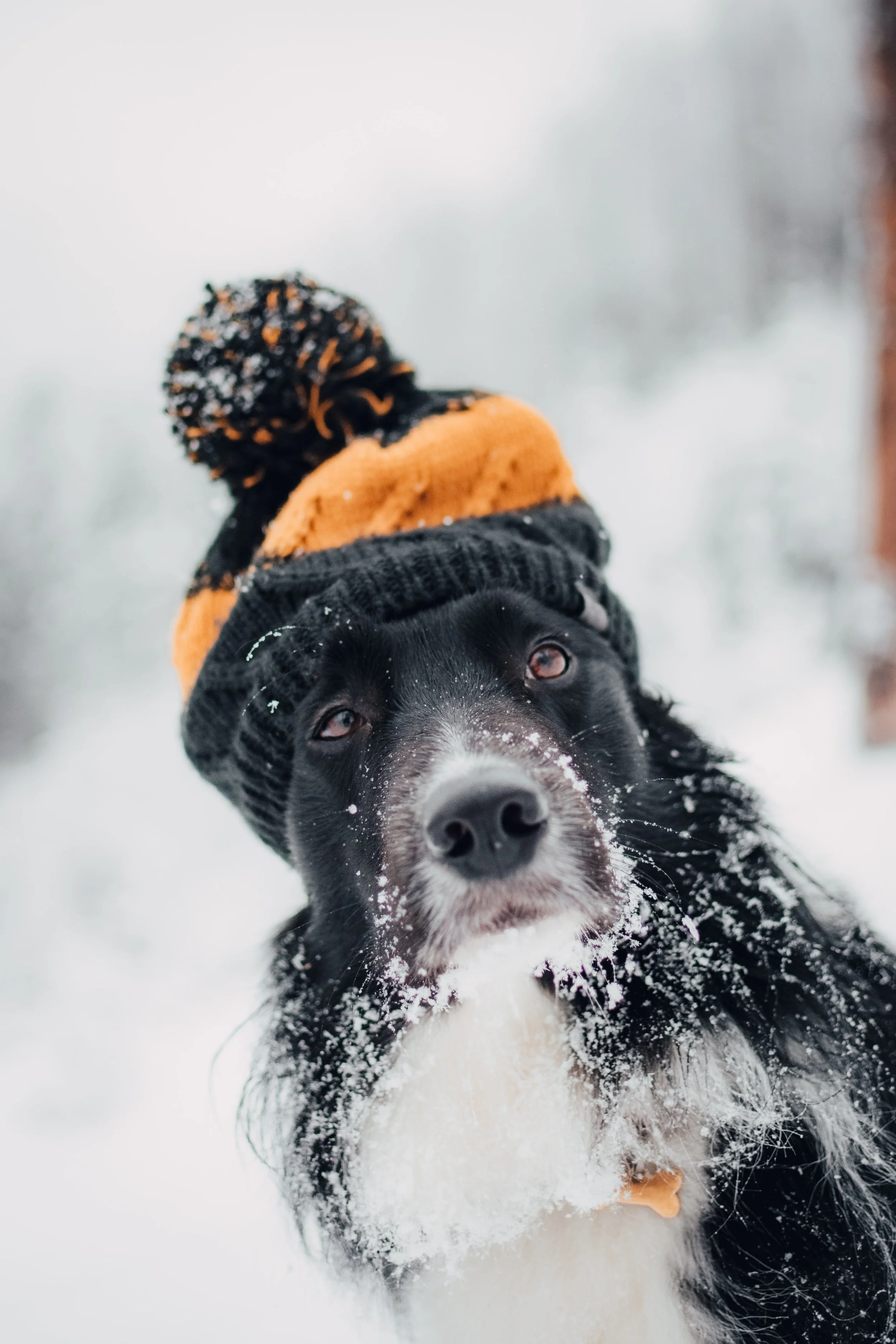 Best Winter Products For Your Dog 