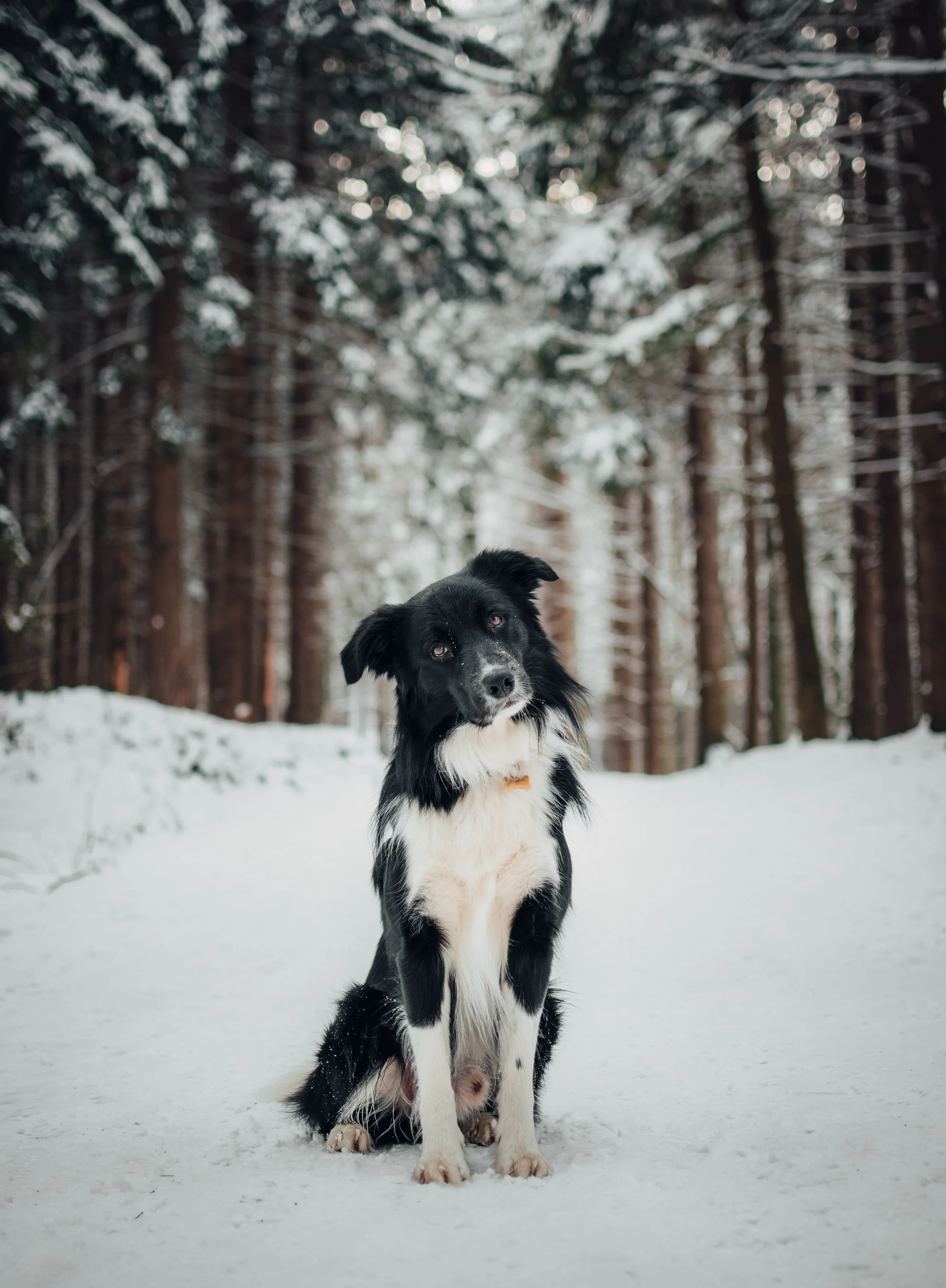 8 Snow Day Essentials For Your Dog