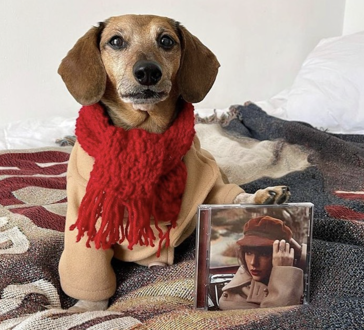 Dogs as Different Taylor Swift Eras 