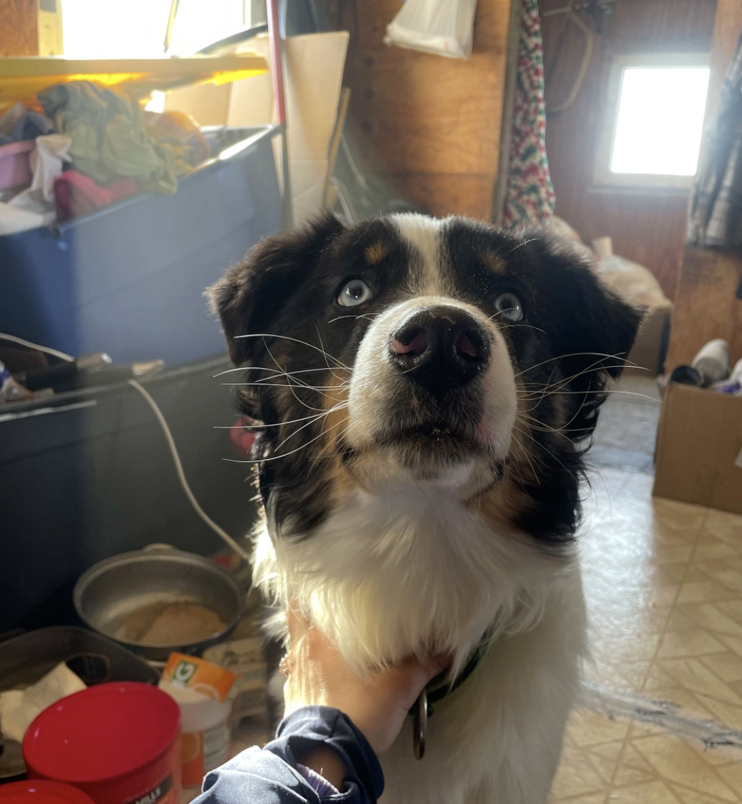 Lost Dog Was Reunited With His Family After Trekking 150 Miles