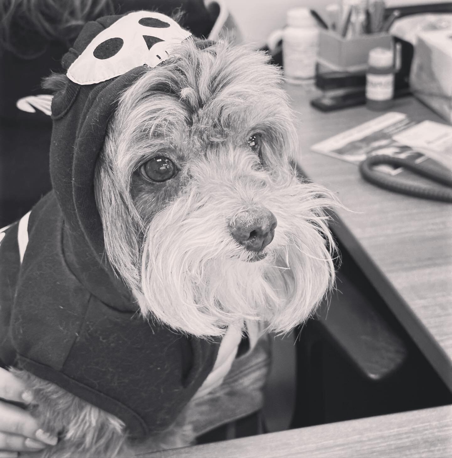It&rsquo;s not just a phase mom!🖤💀 

Still can&rsquo;t believe he wore the hood for more than 2 seconds #growth #halloweencostumesinapril 

#doggycostume #dogcostume #halloweendog #skeletondog #emodog #emoboi