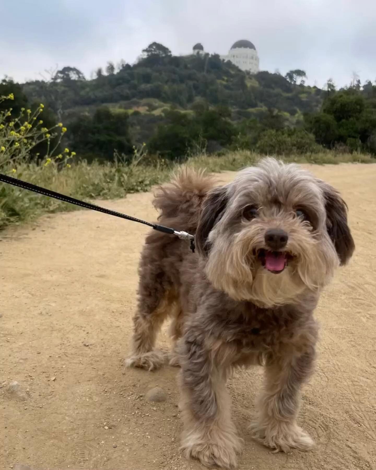 LA is a great city for getting outside and getting those steps in 🐾 

Drop your fave places to walk your dog in the comments 👇

#dogsoflosangeles #losangelesdogs #losangeleshiking #explorelosangeles #walkingthedog #griffithobservatory #runyoncanyon