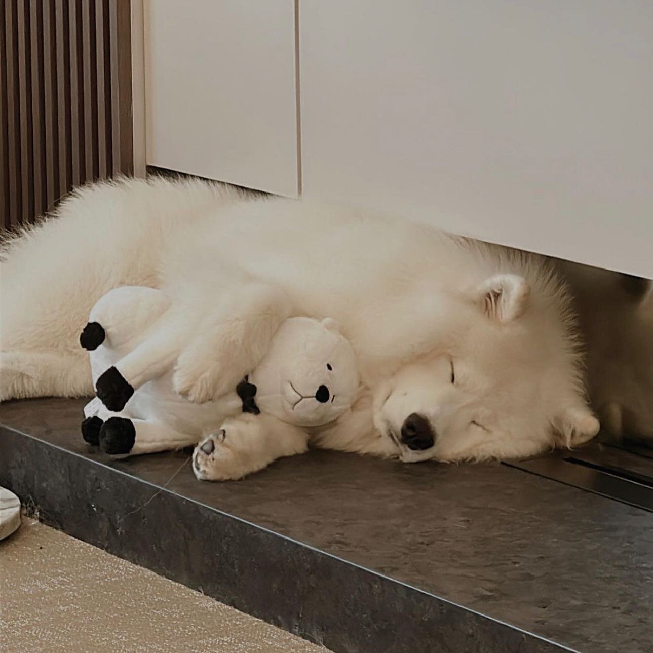 Who&rsquo;s cuter: BIG 🥄 or lil 🥄???

📸: @hedybaesamoyed 

#cutedoggy #cutedogpics #bigspoon #littlespoon #dogswithstuffedanimals #dogtoyseverywhere