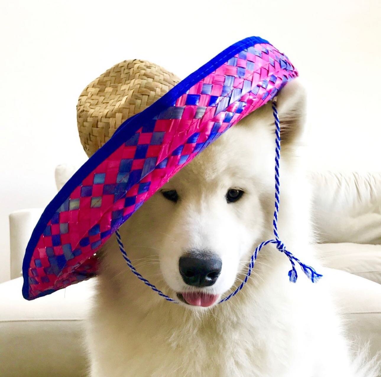 🌮 &amp; 🍹&amp; 🍻 &amp; 🎉 

Ps, why isn&rsquo;t there a margarita emoji???? #rude 

📸: @olliecaffeluxxe 

#cincodemayo #cincodemayoparty #margaritaville #holidaydog #cutedogsofig #sombreros
