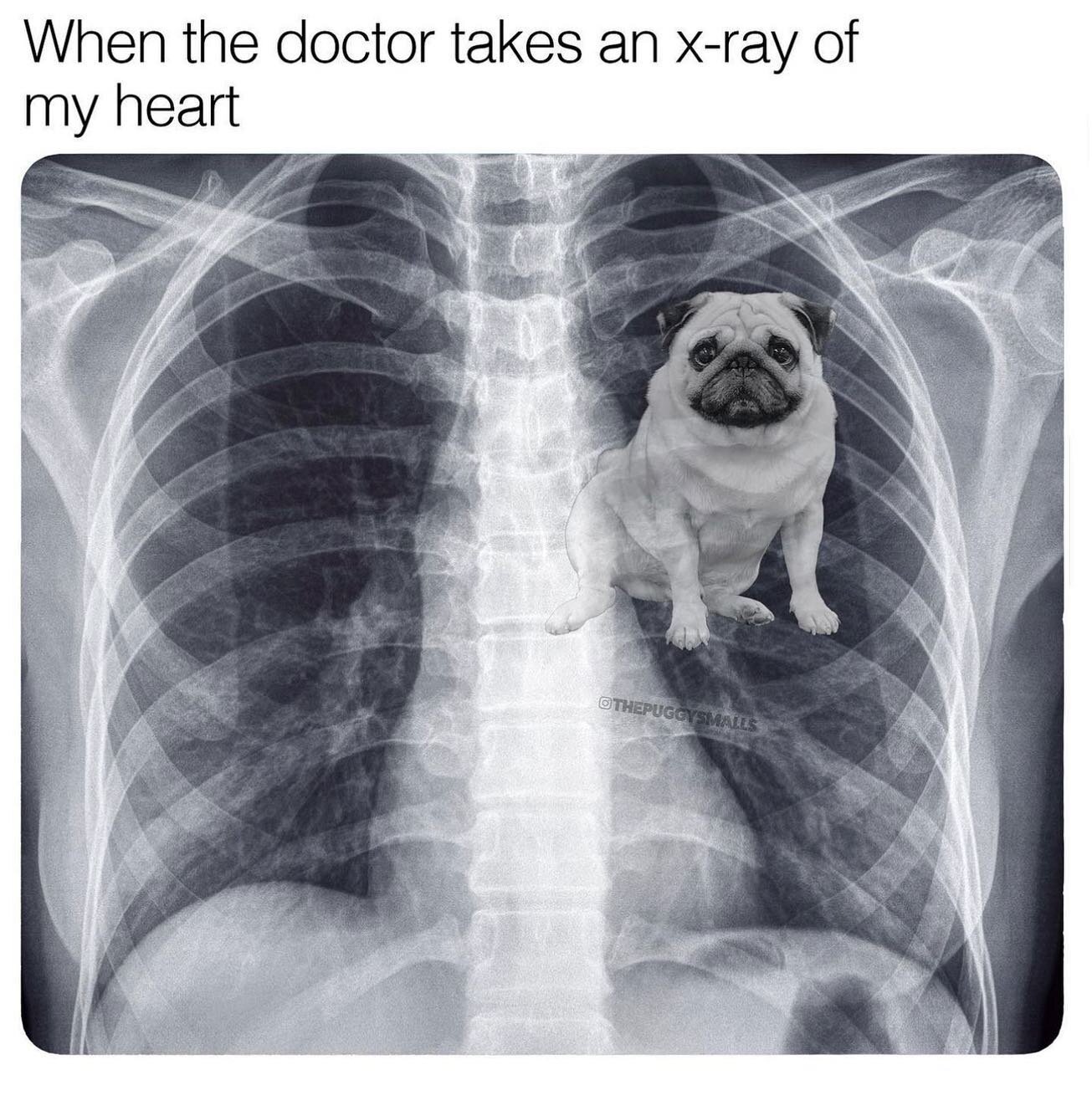 🫀= 🐶 

📸: @thepuggysmalls 

#dogmeme #funnydogmemes #puglife🐾 #puglifethuglife