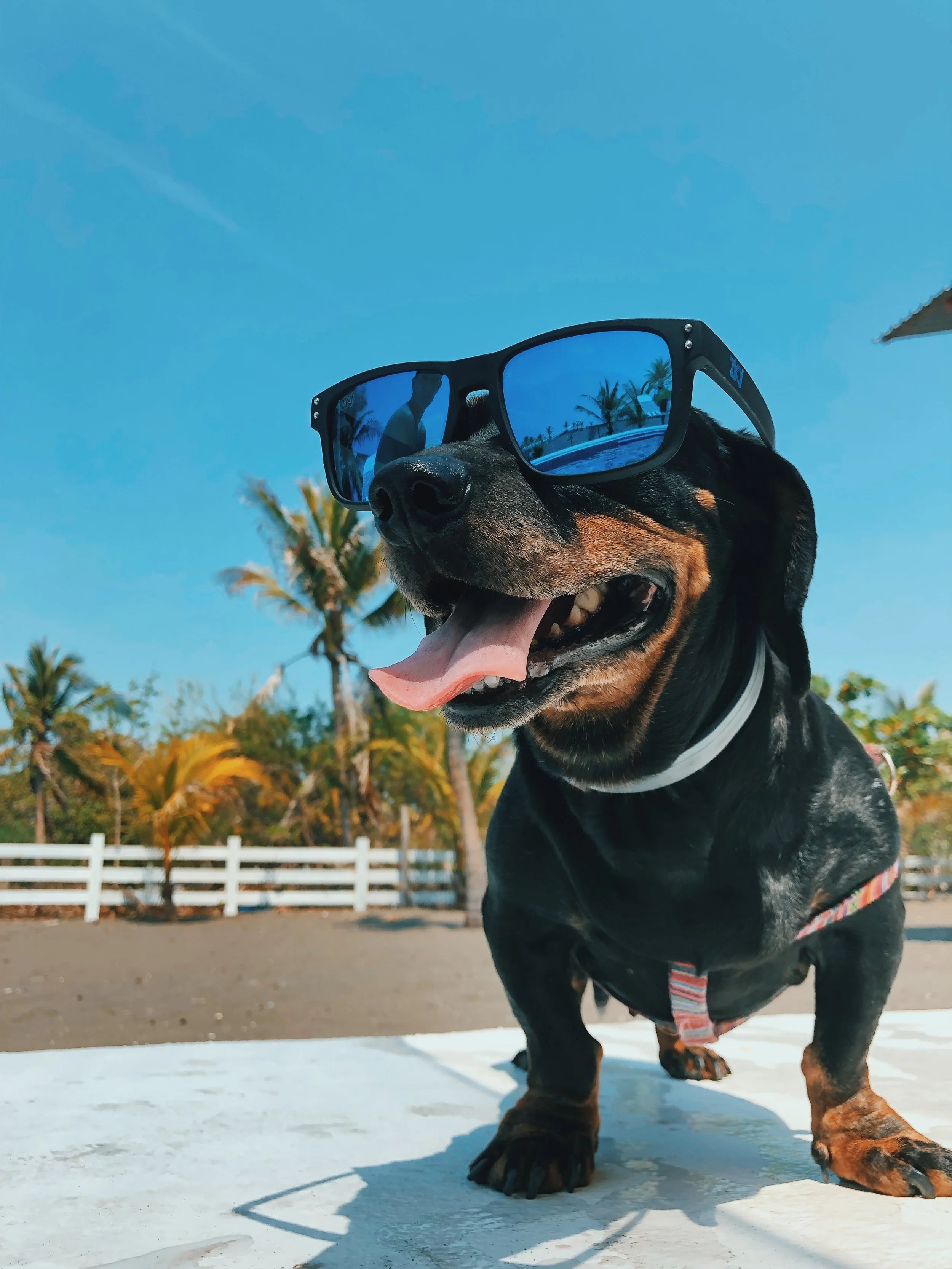 Should Dogs Wear Sunscreen?