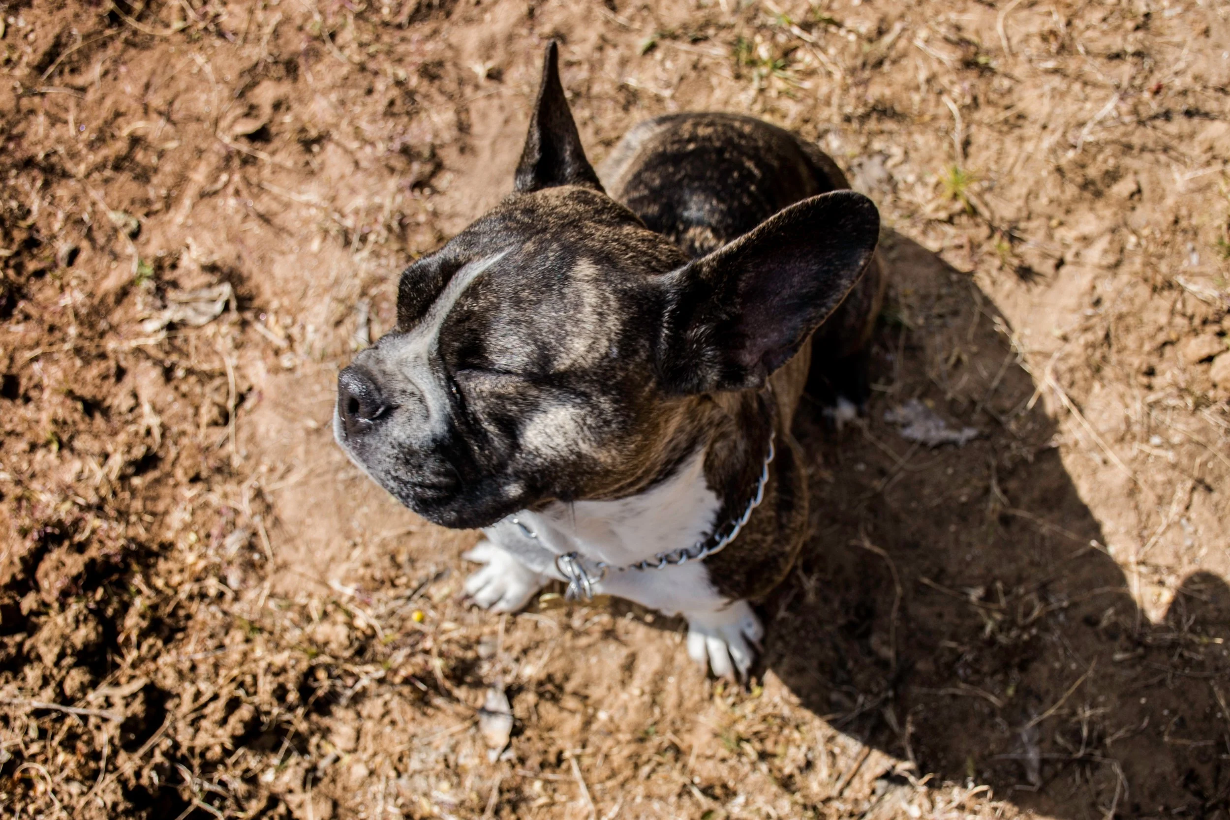 Why Is My Dog Eating Dirt? 