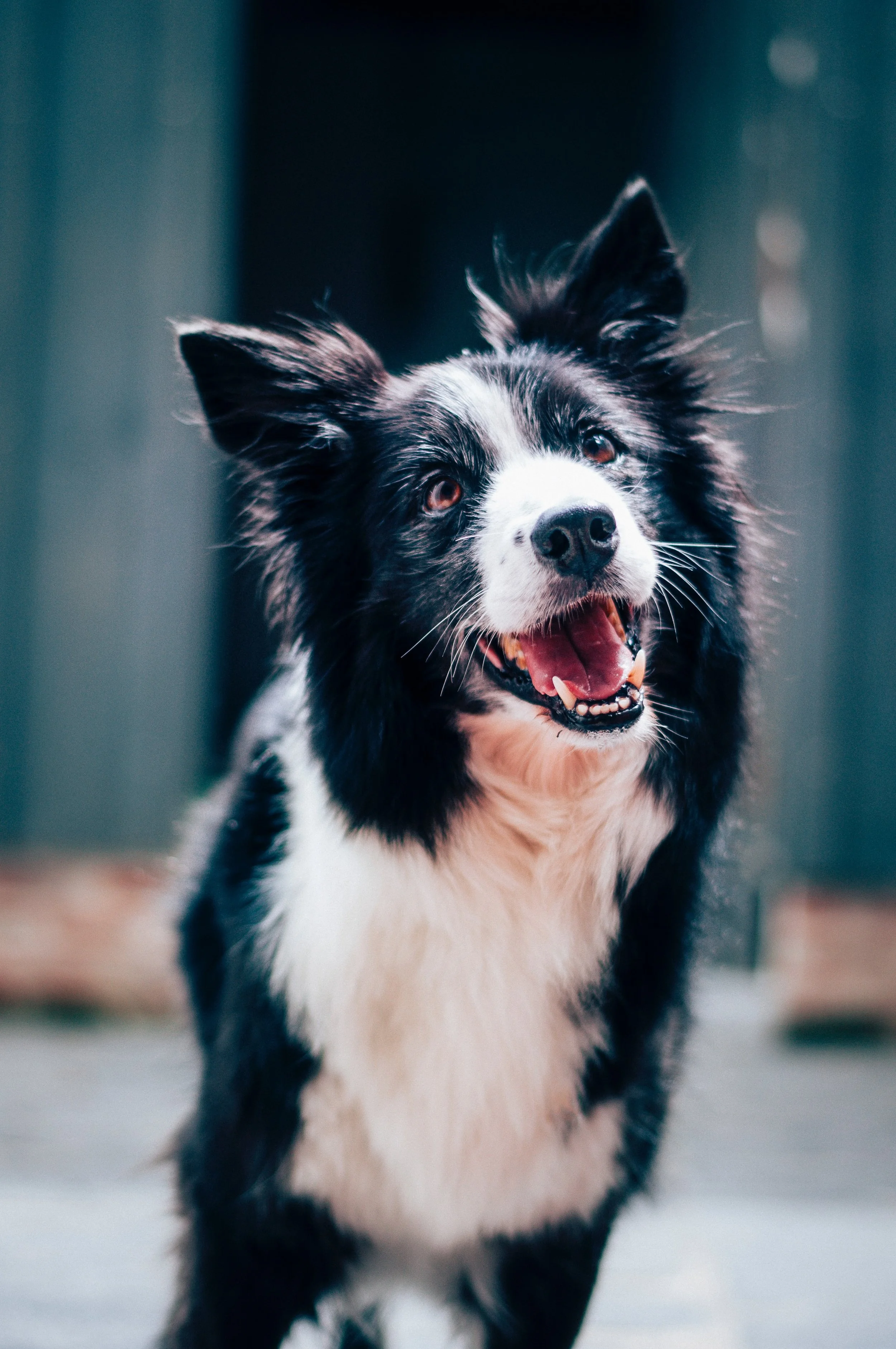 Why Do Dogs Eat Poop?