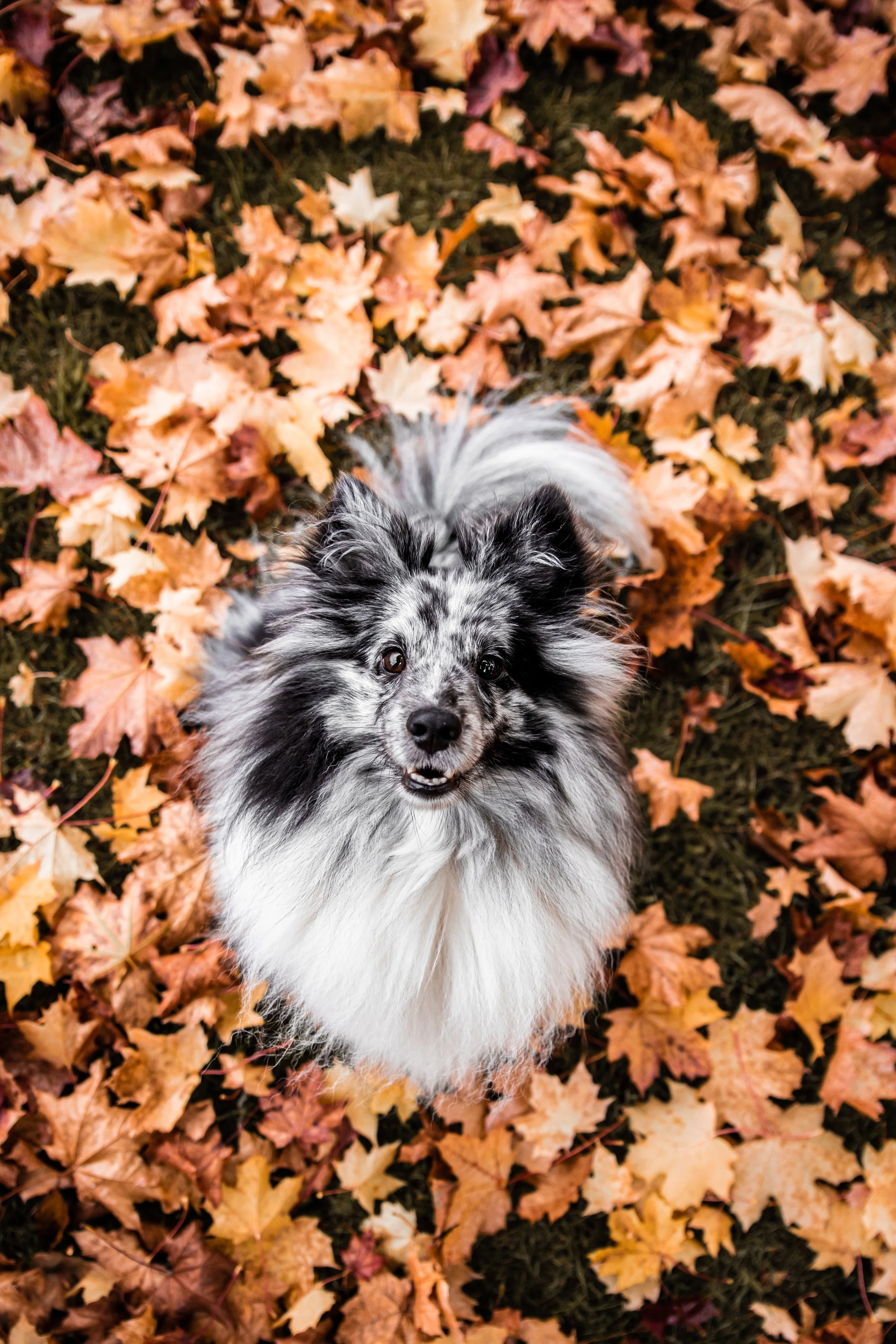 7 Best Places To See Fall Foliage With Your Furry Friend 