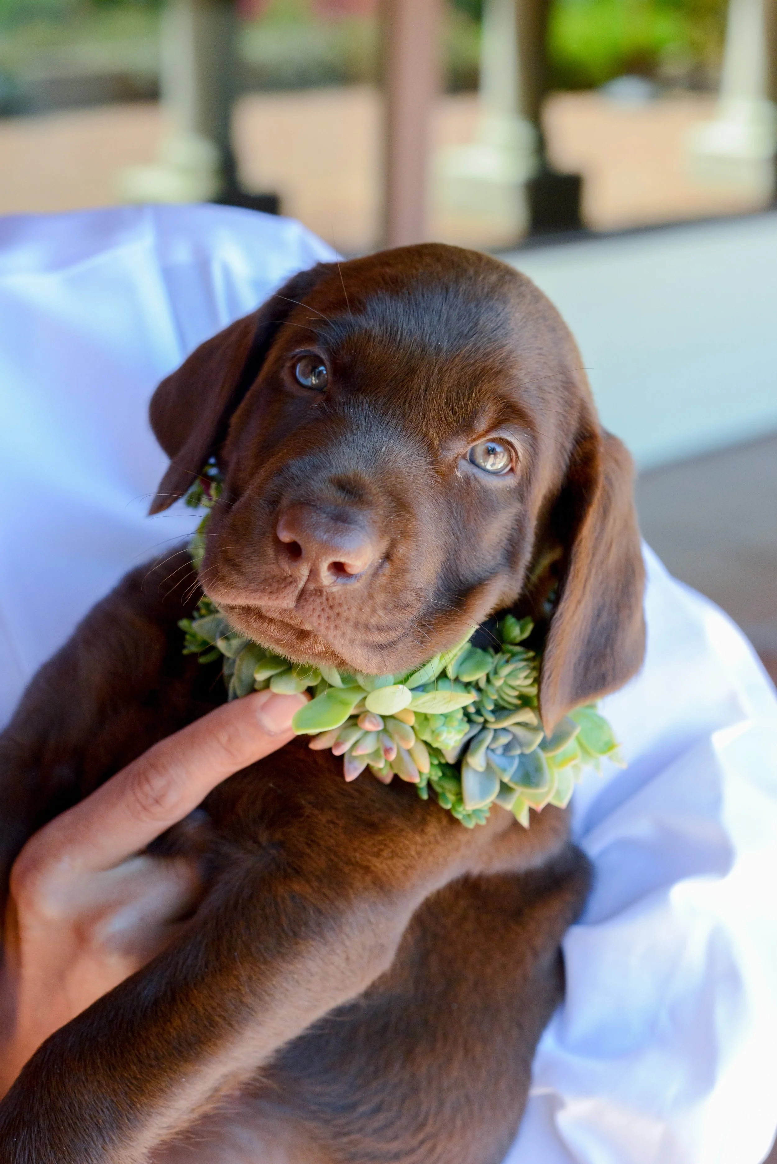 8 Celebrities Who Included Their Dogs On Their Wedding Day