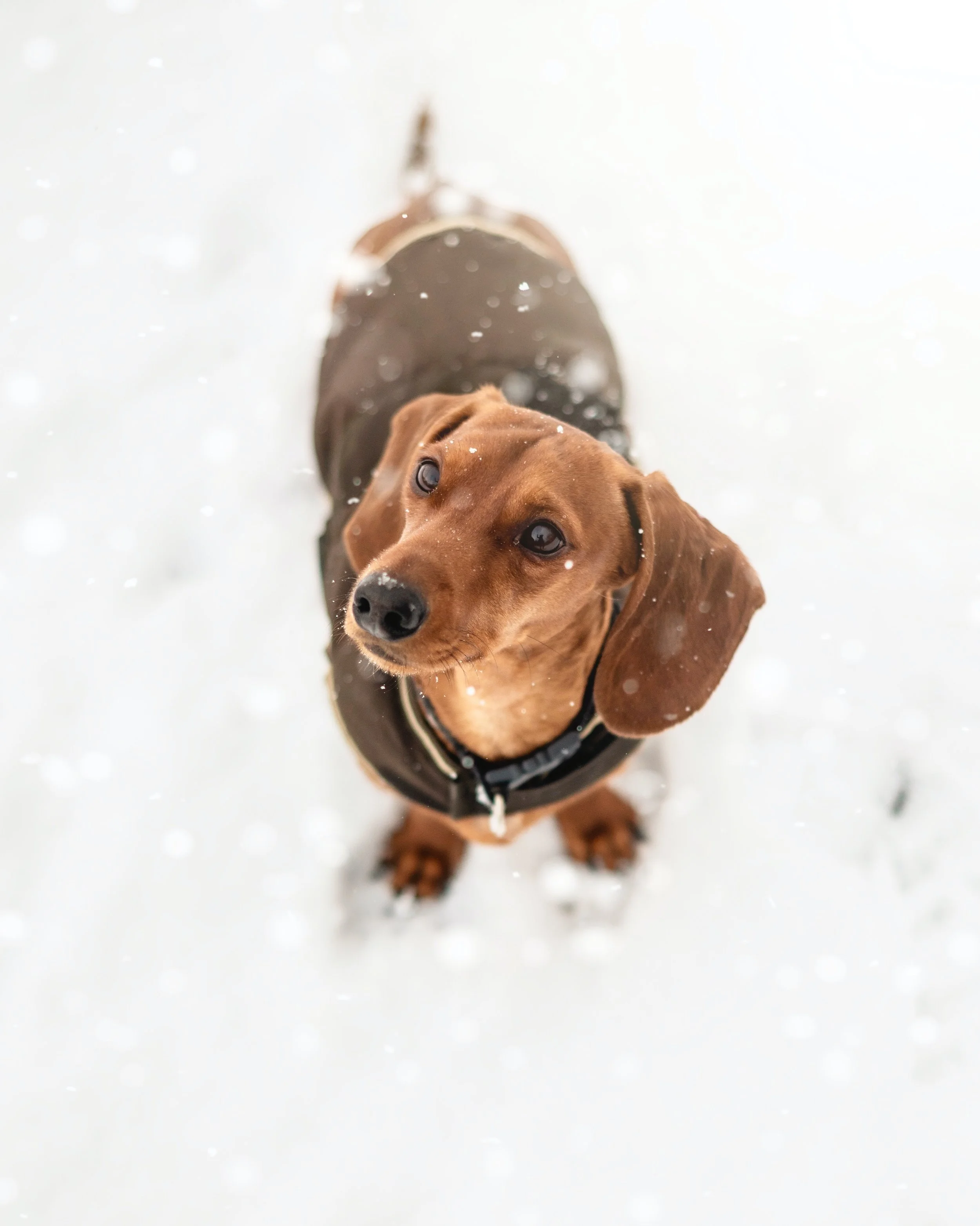 Best Spots To Bring Spot This Winter 