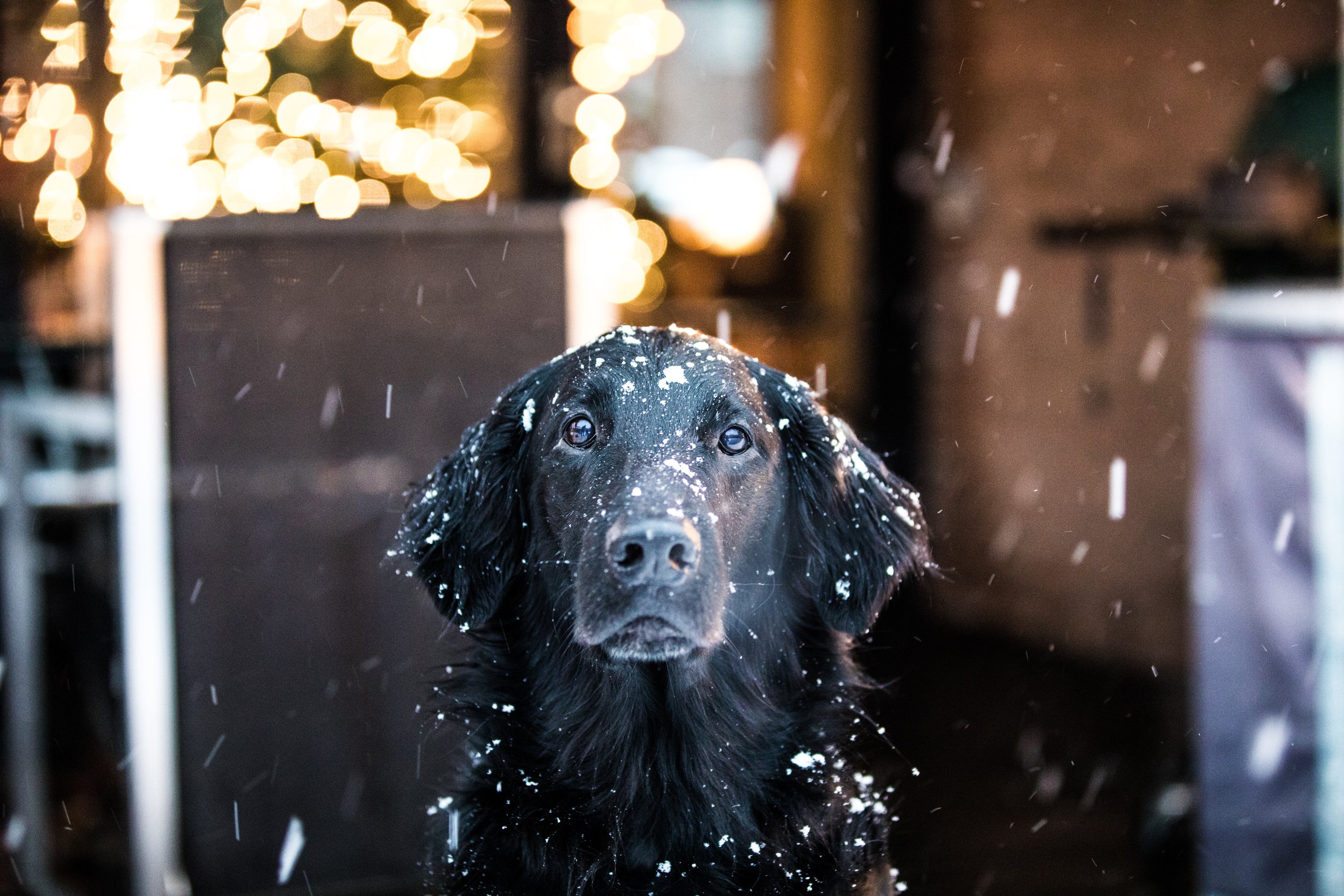 How To Keep Your Dog Warm This Winter 