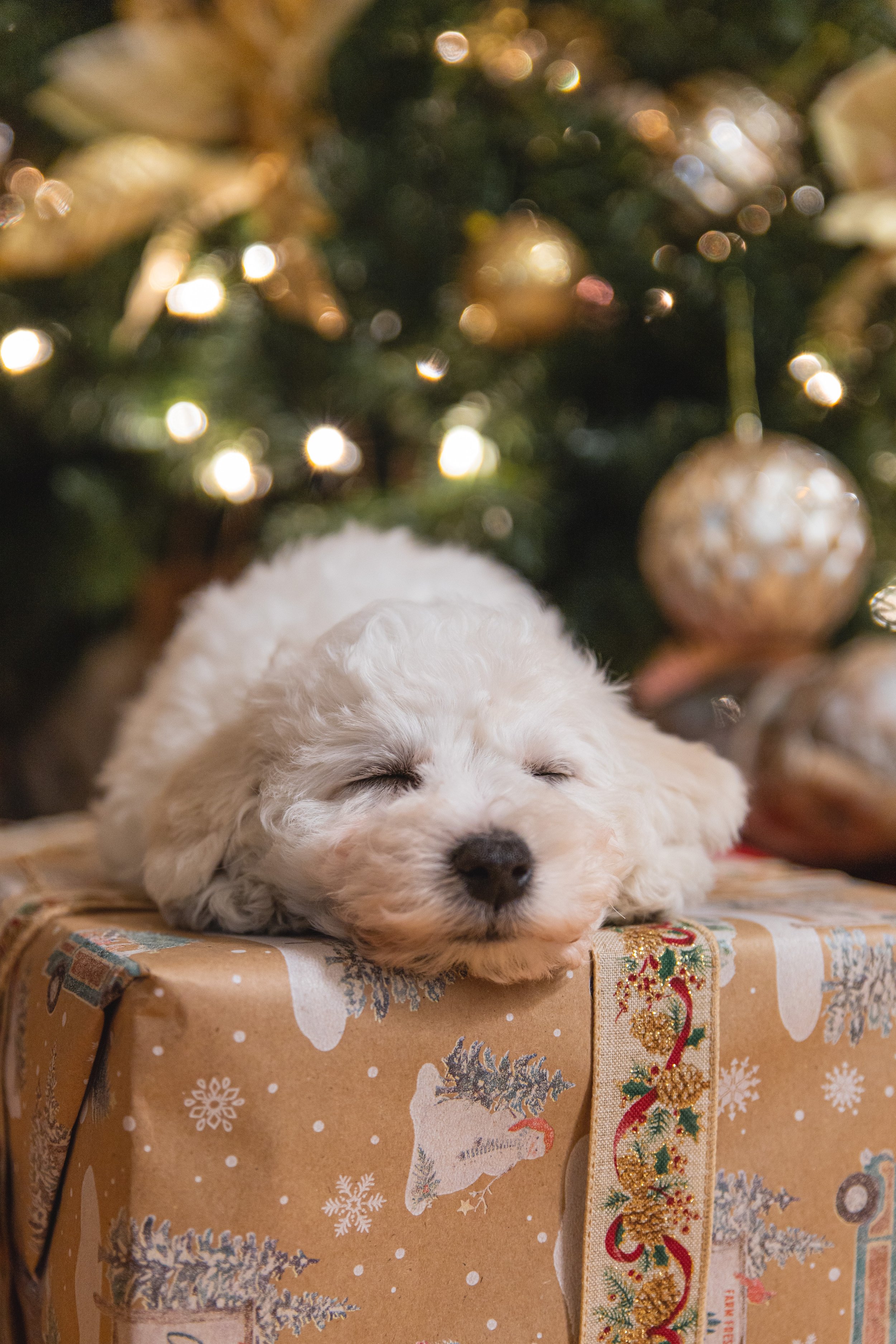 Tips On Getting Your Family A Dog For Christmas