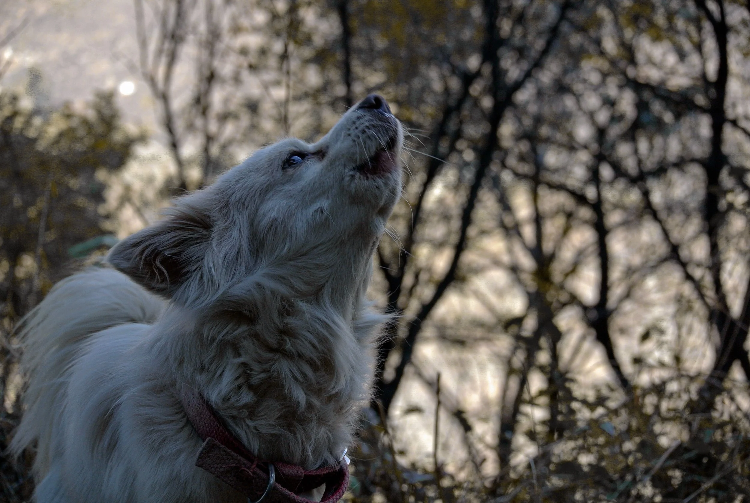 The Real Reason Dogs Howl