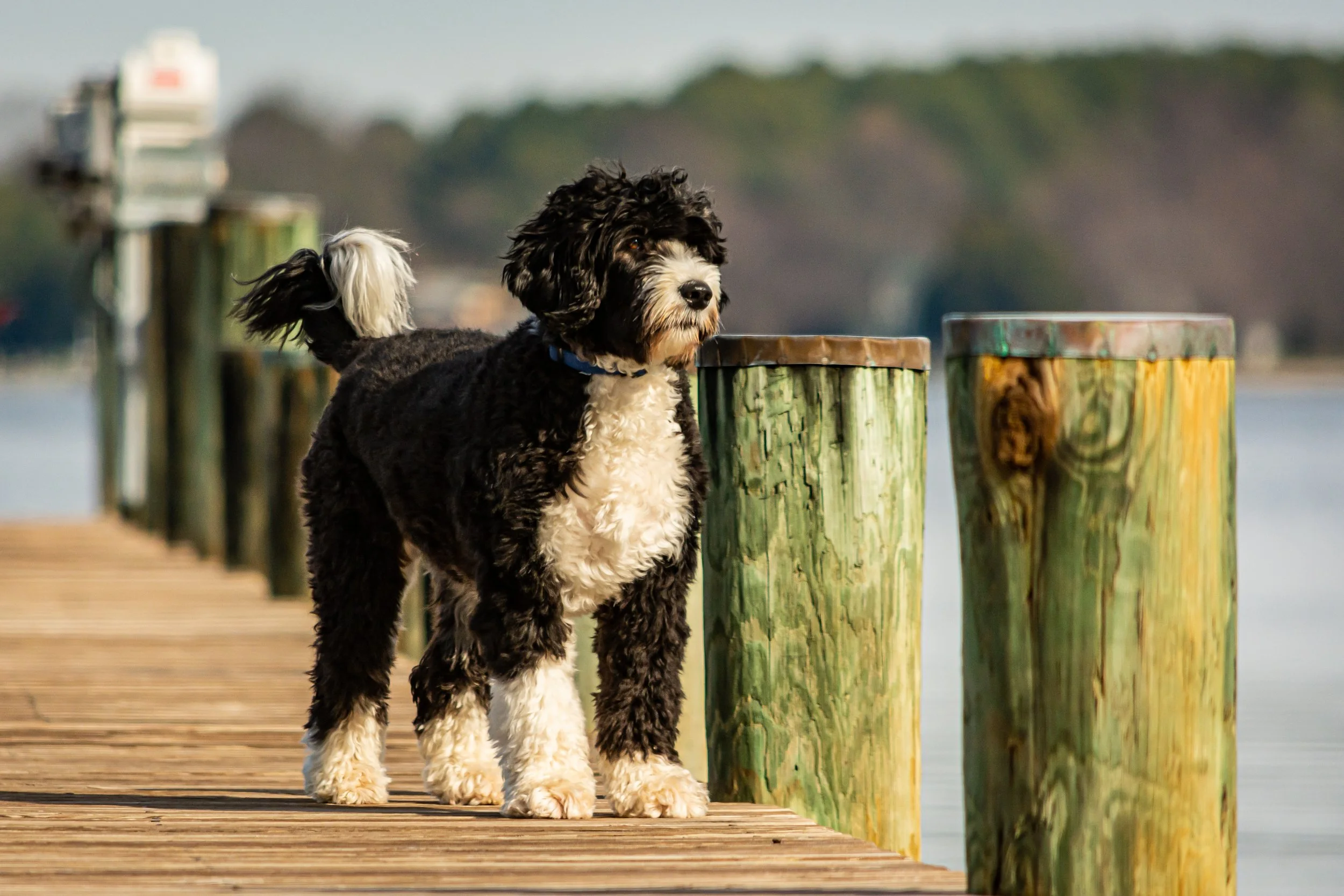 6 Adorable Presidential Pups