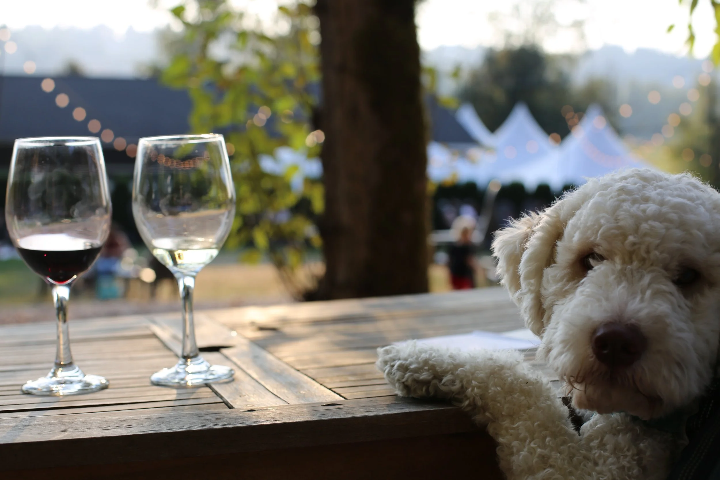 Unwind At These 5 Dog-Friendly Wineries With Your Pooch By Your Side