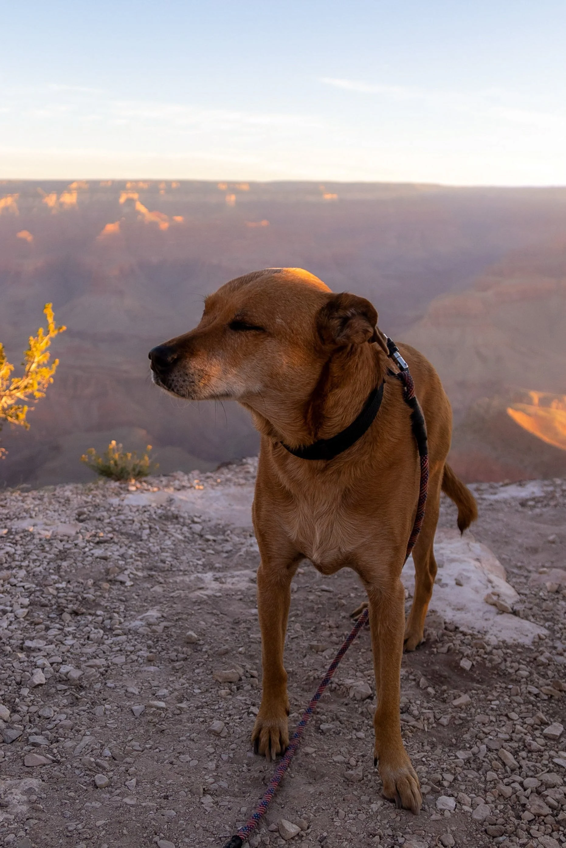 The Dog Owners Guide To National Parks 