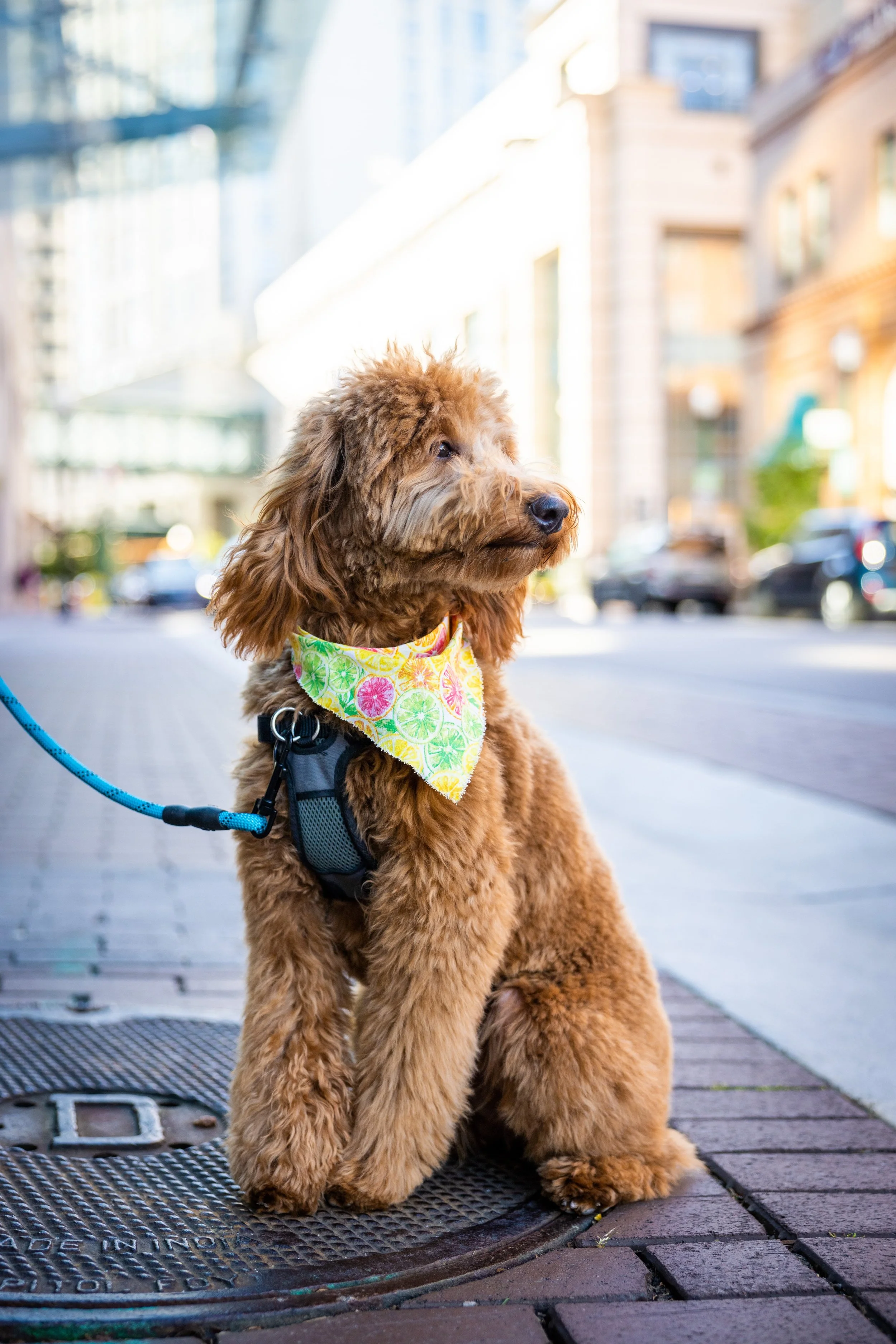 6 Most Dog-Friendly Cities In The US
