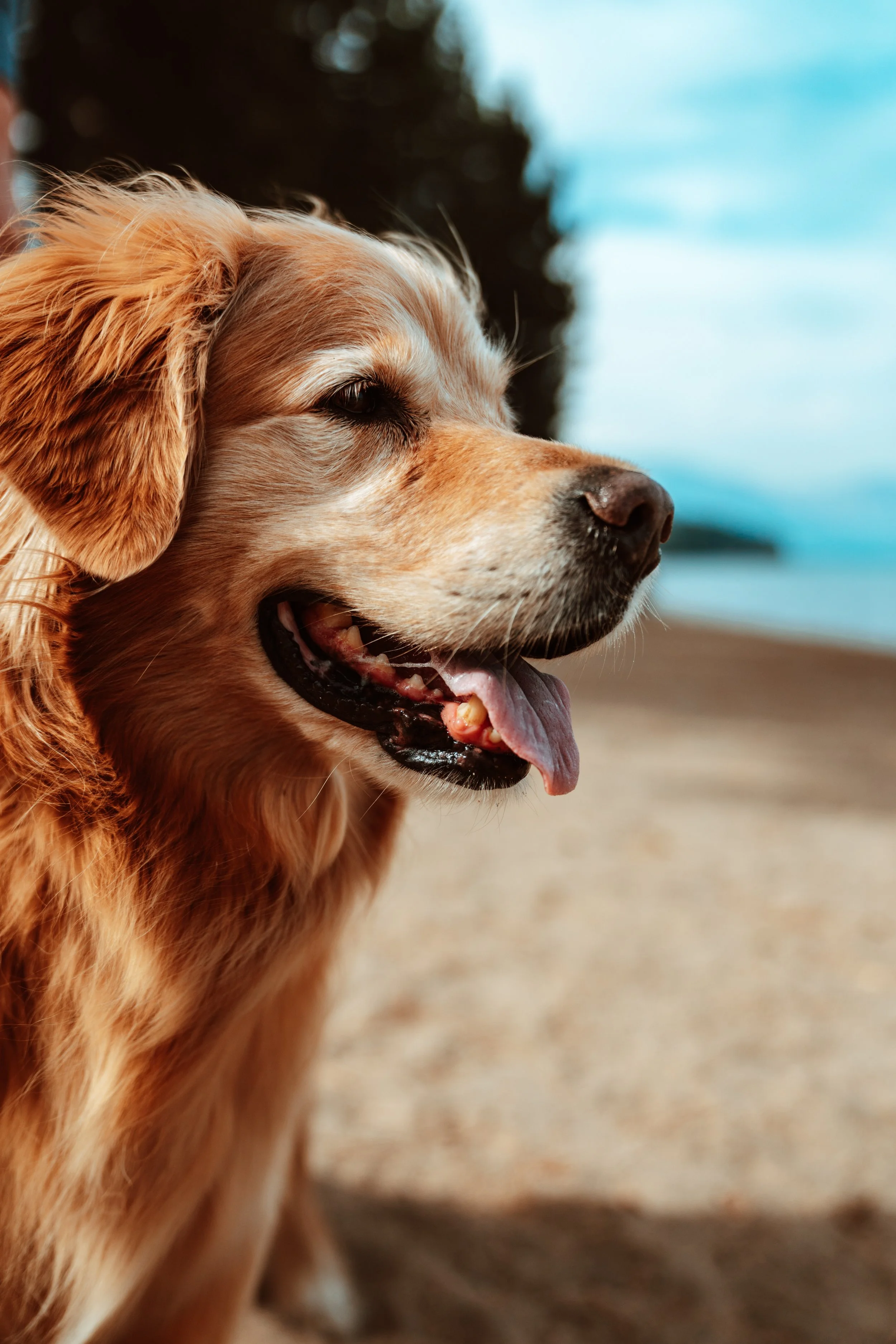 The Inside Scoop On Best Friends Animal Society
