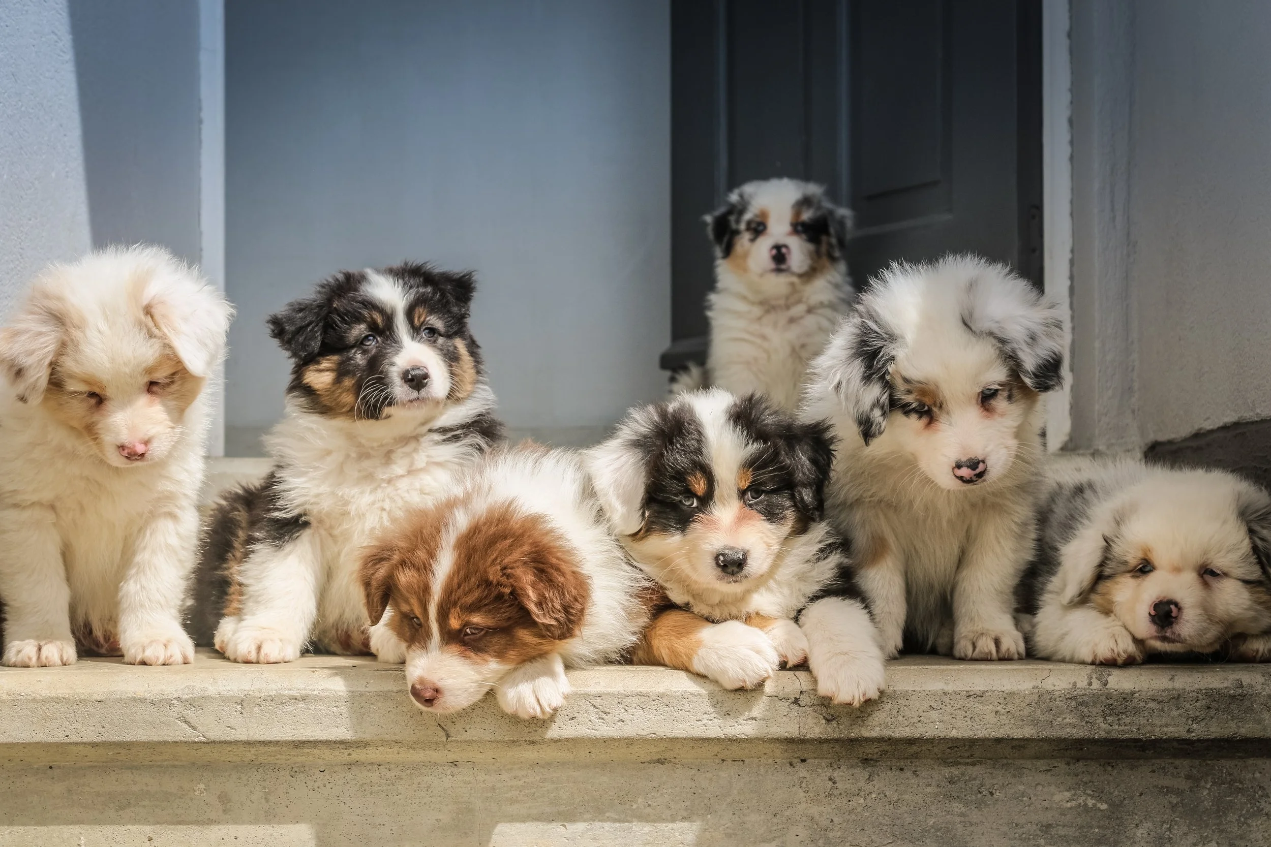What Should I Feed My New Puppy? 