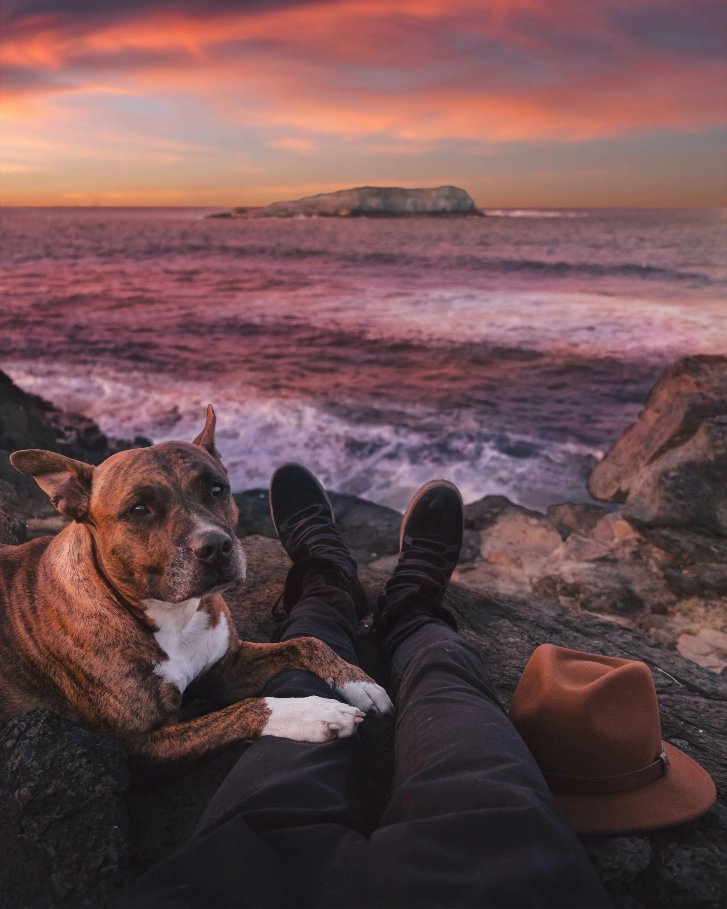 Observe National Pet Fire Safety Day With These 5 Steps 