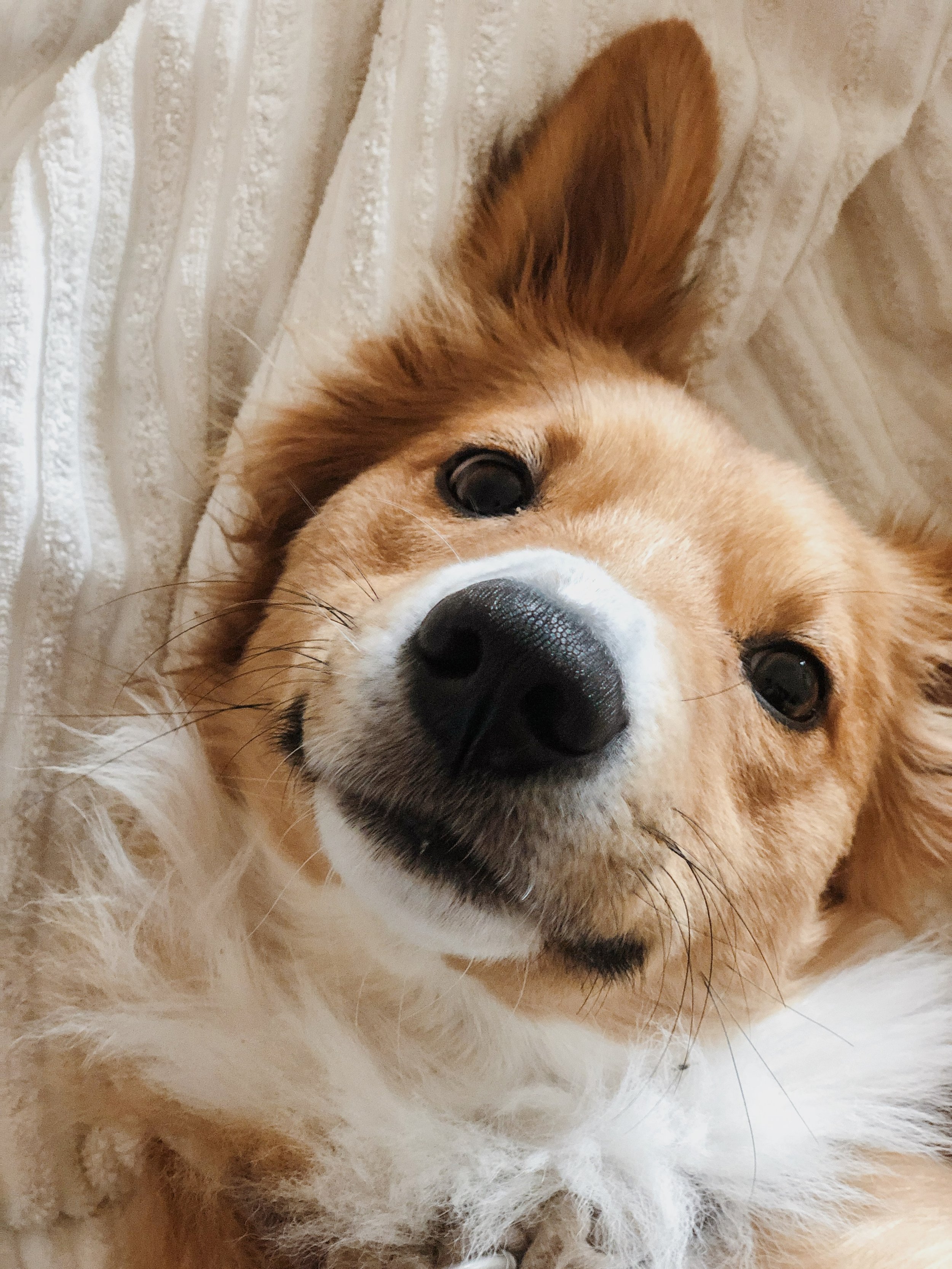 How To Celebrate National Pet Month 