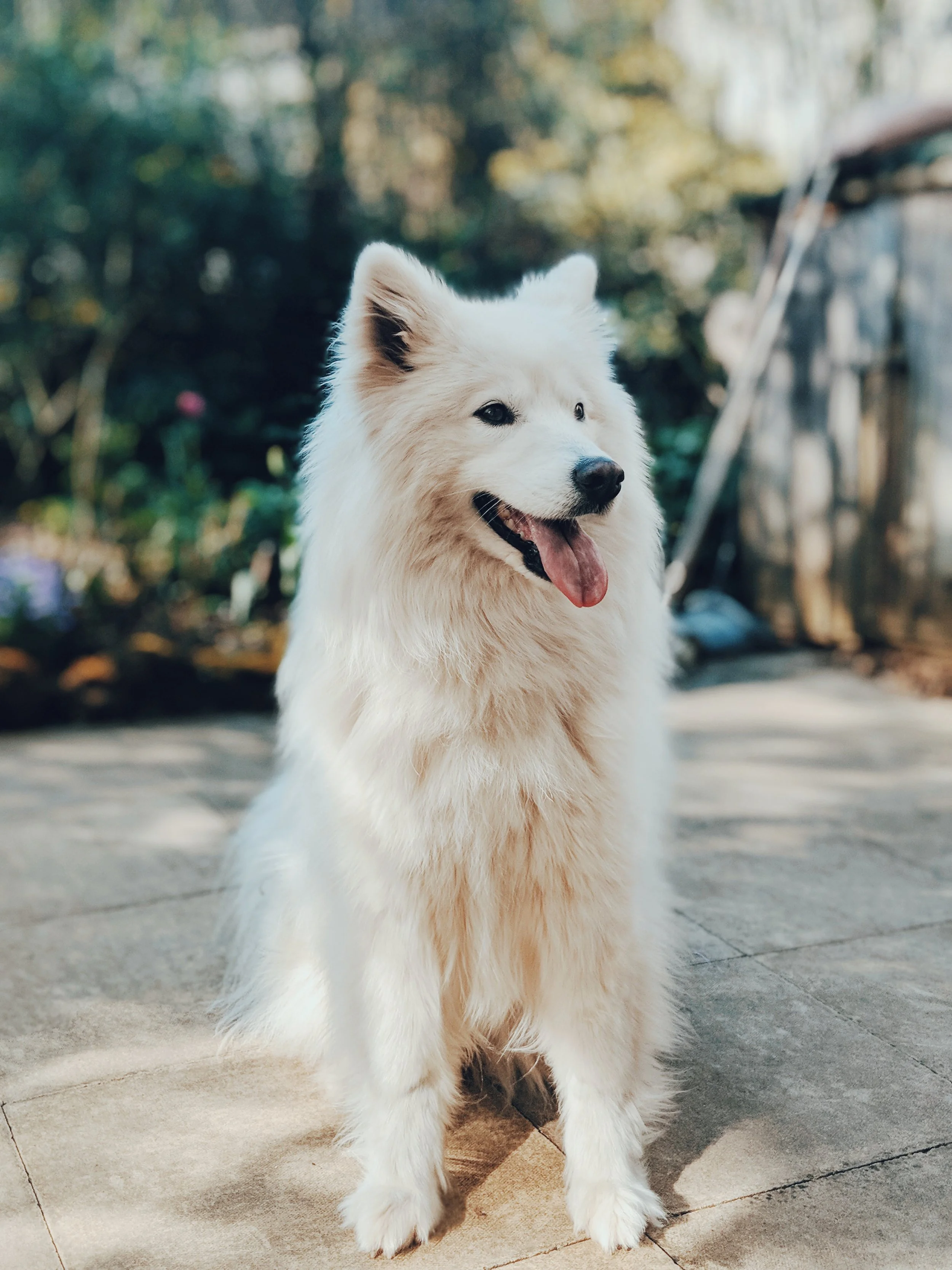 Top 10 Names For Boy Dogs