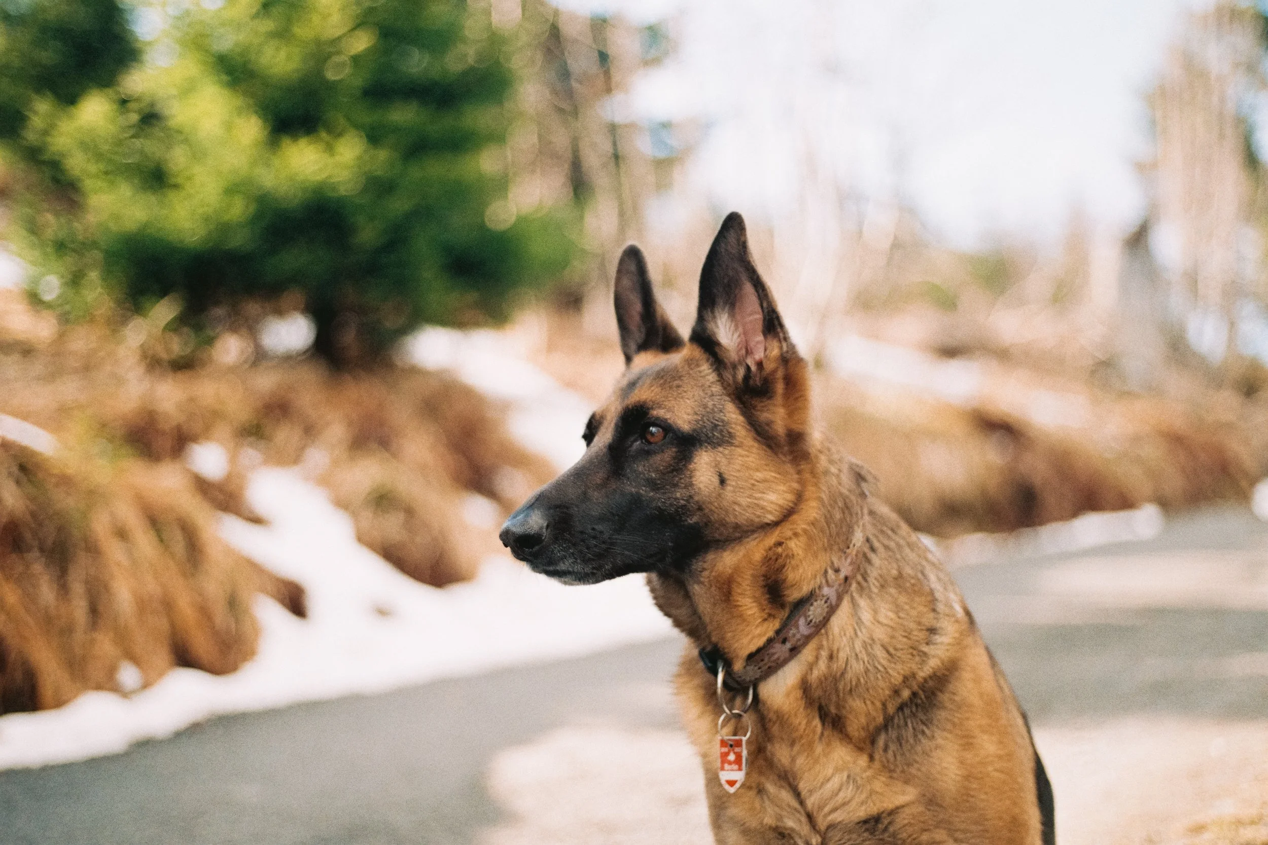Review Of Superpower Dogs - Now Streaming On Hulu