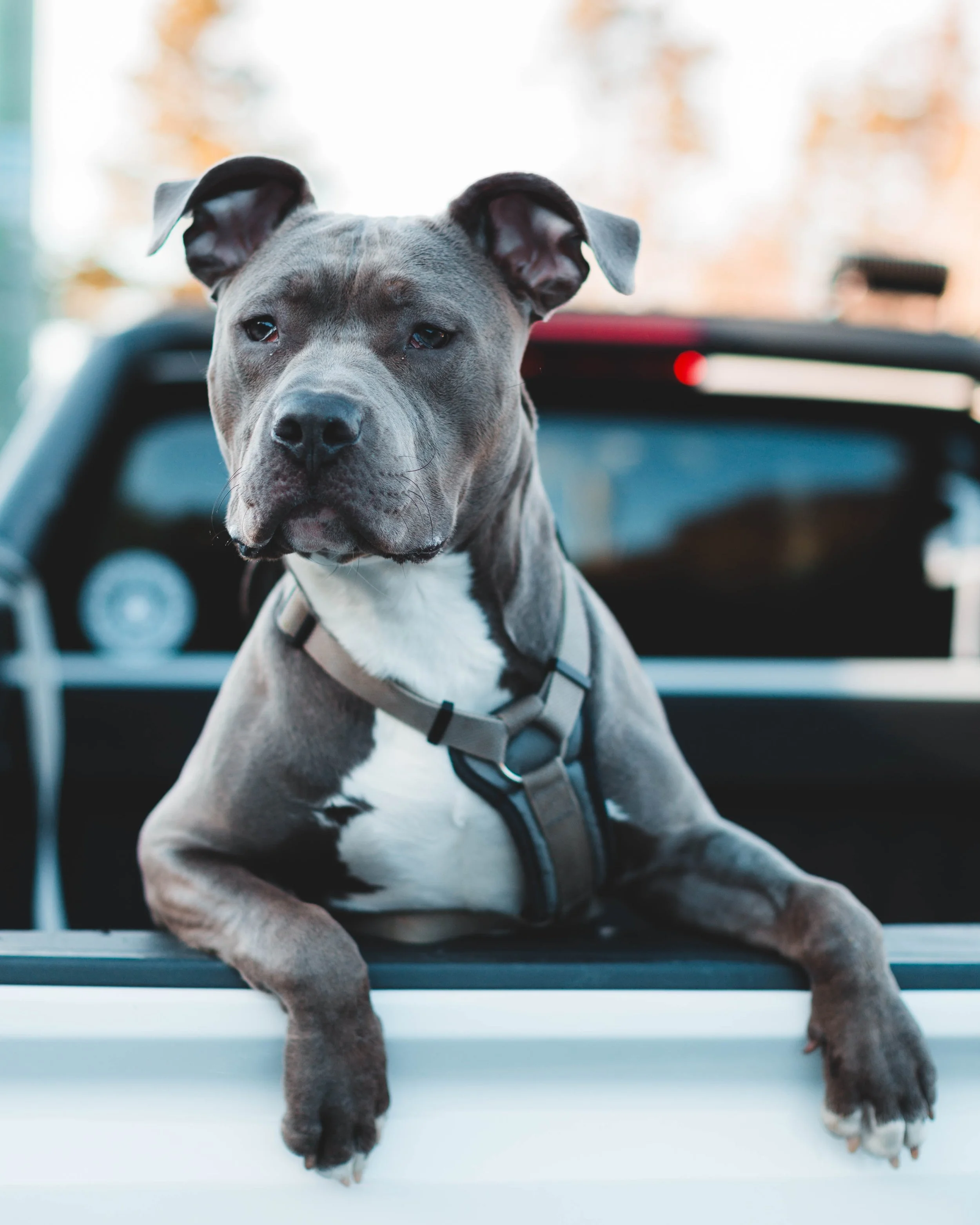Denver Pitbull Ban REPEALED! Voters Have Spoken, A Huge Win For Pitbulls In The US