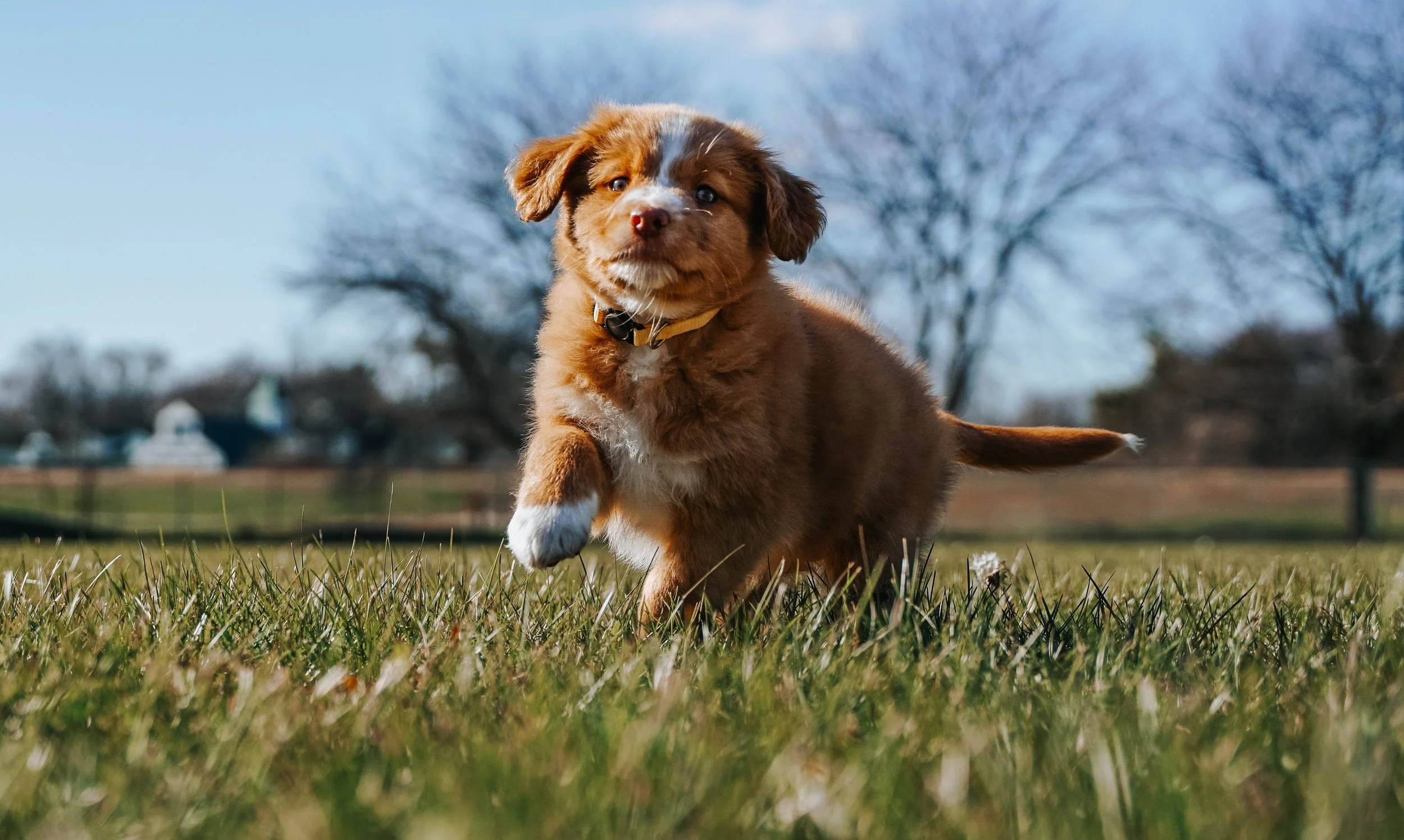 Your Go-To List For All Your New Puppy Needs 