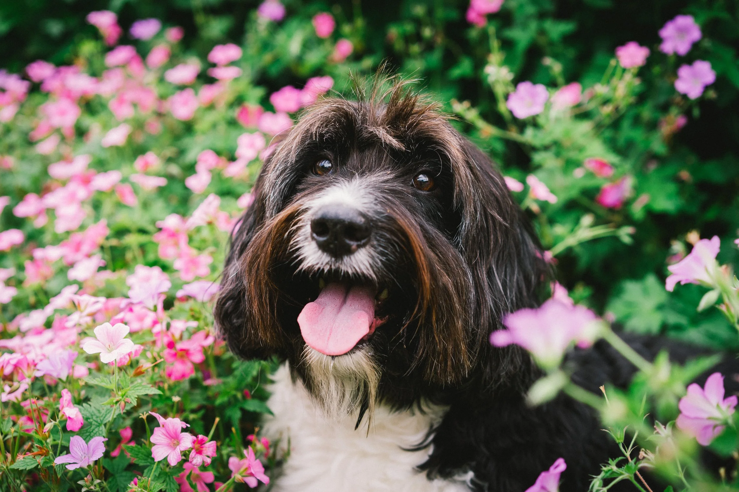8 Romantic Comedies That Feature Dogs