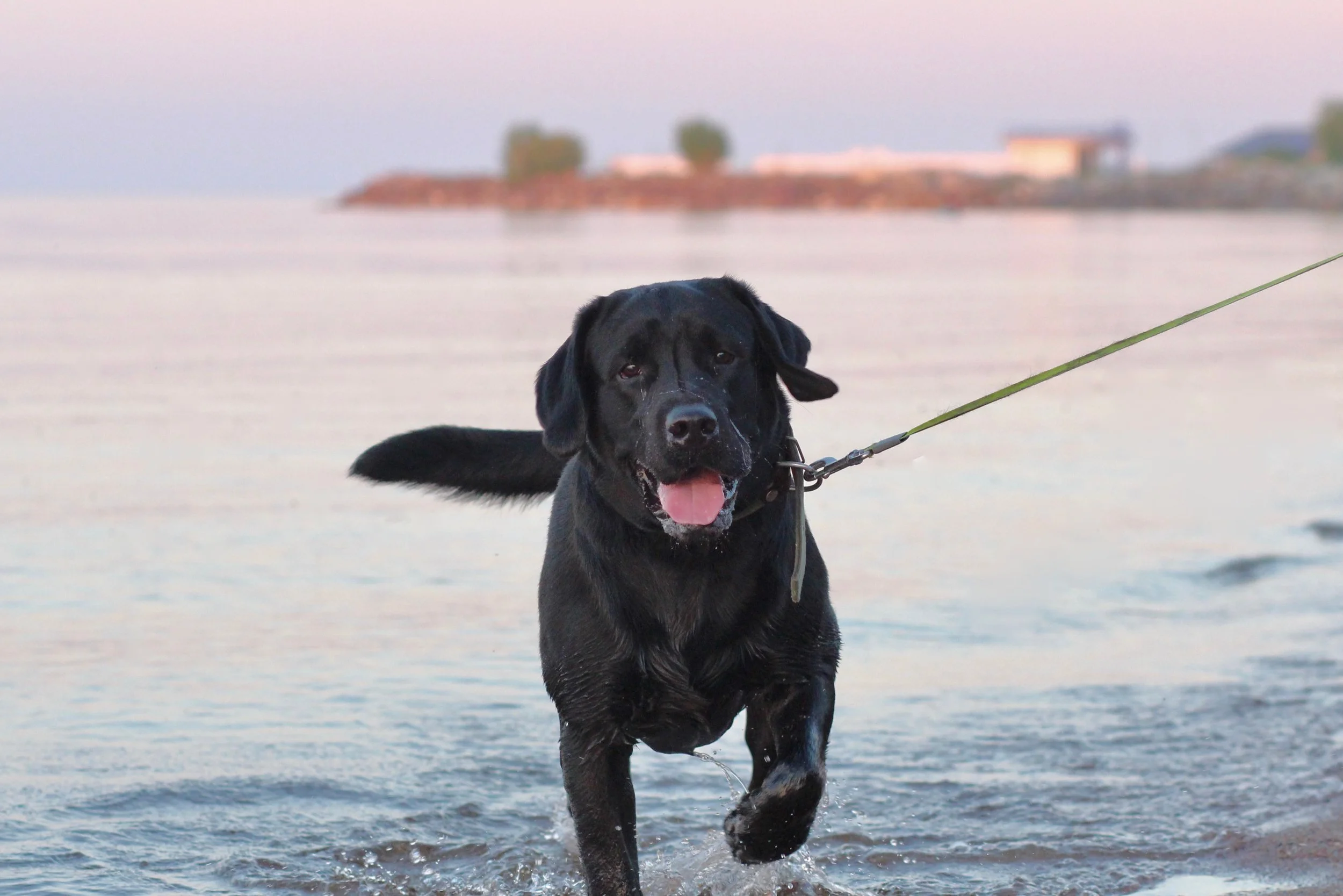 In Celebration of Pipit -- The Real Star of 'Jaws'
