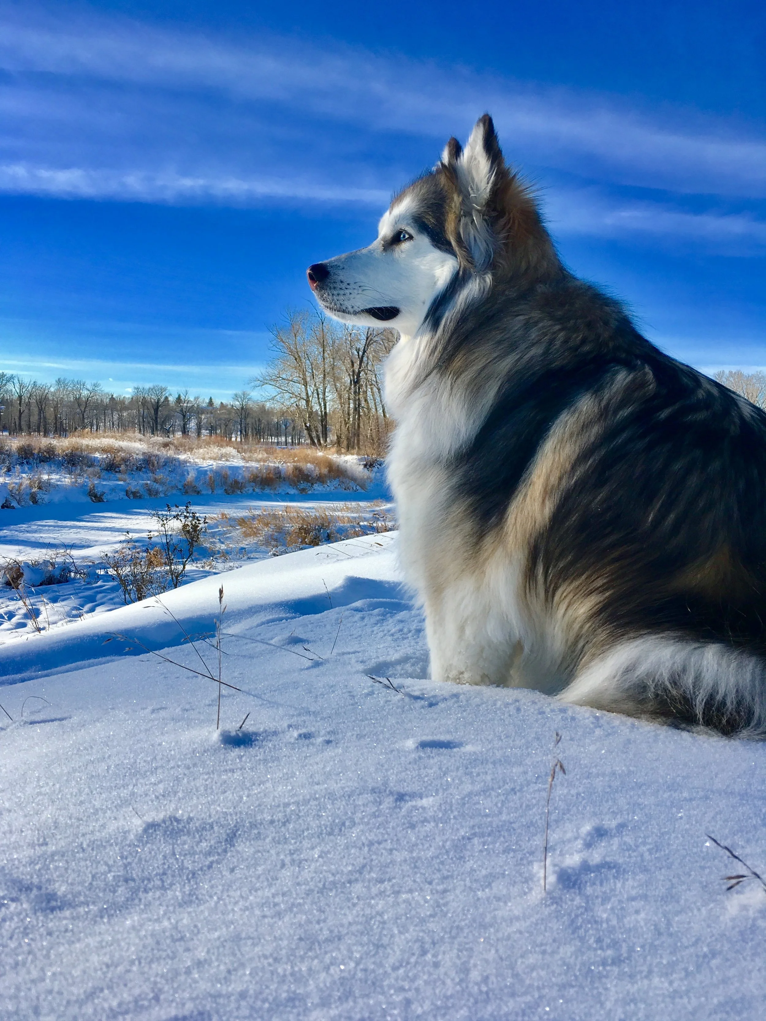 Rescue Siberian Husky Is a Scene Stealer in the Upcoming Film 'The Year of the Dog'