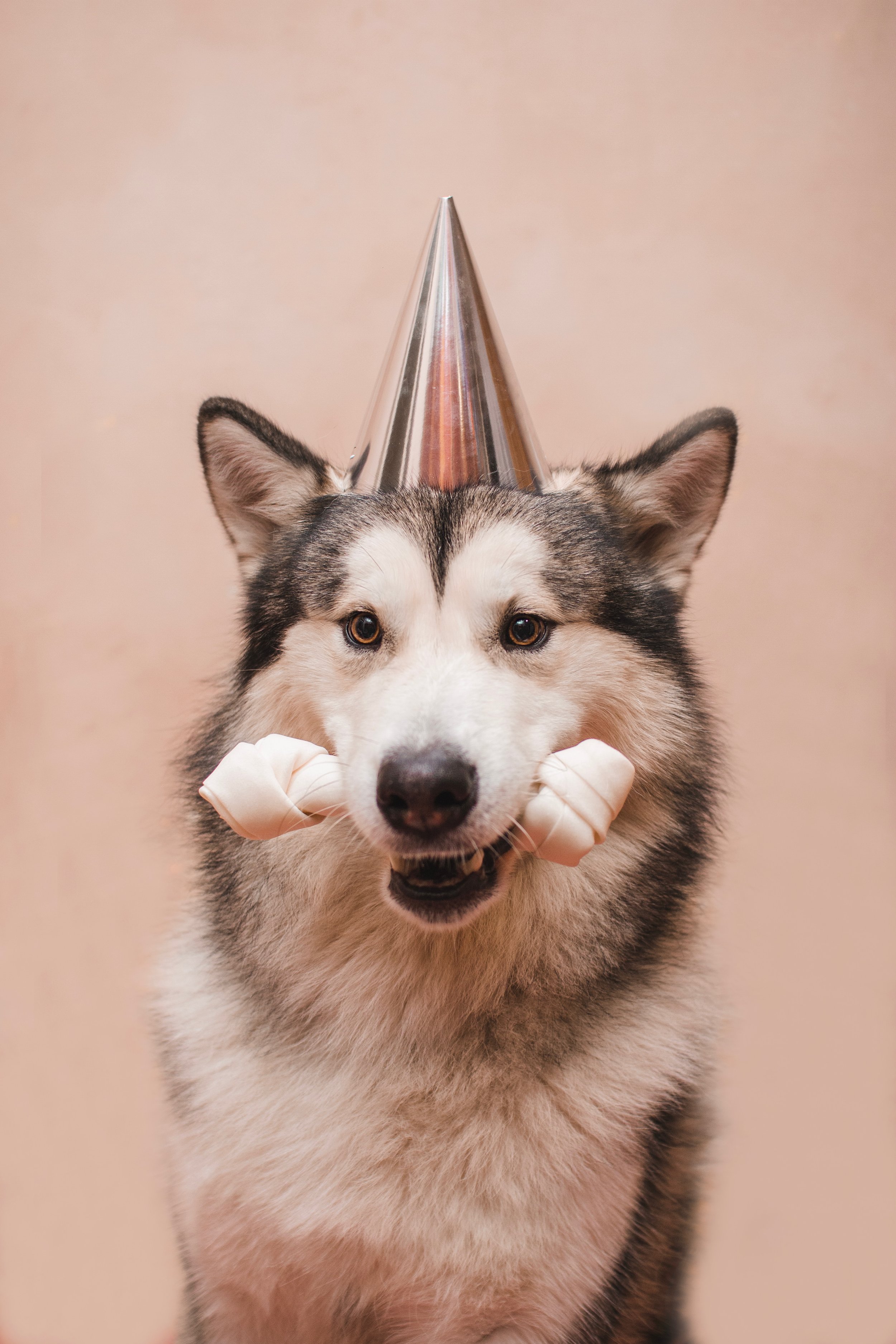 6 Super Fun Ways To Celebrate National Dog Day