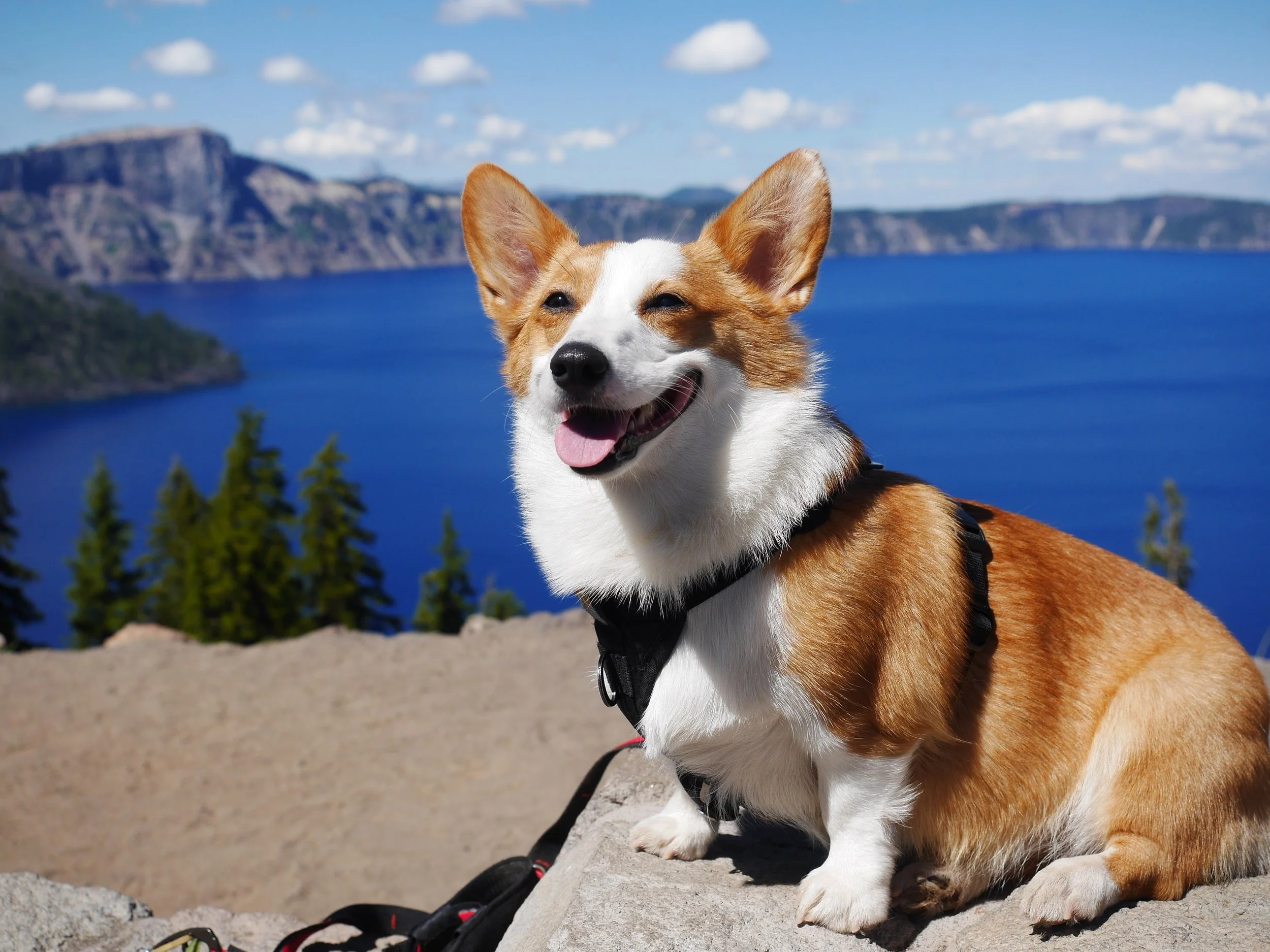Best Dog-Friendly Restaurants in Seattle, Washington 